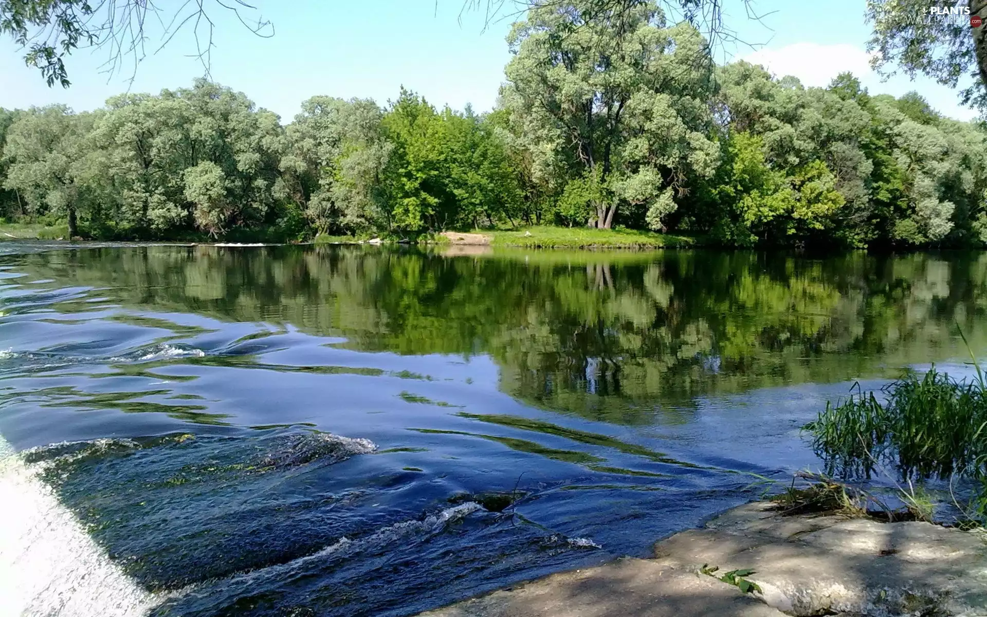 River, trees, viewes, forest