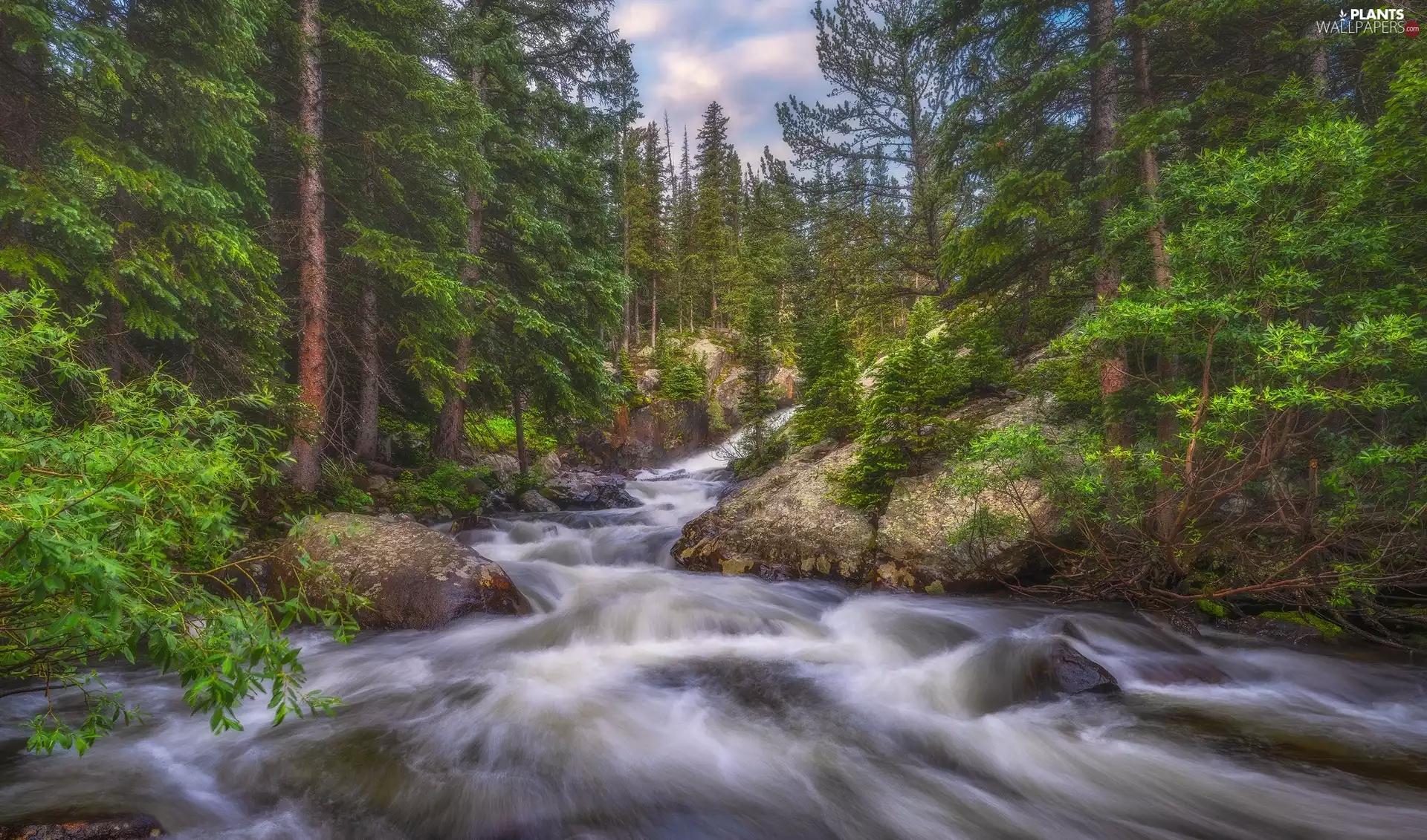 viewes, forest, River, trees, waterfall