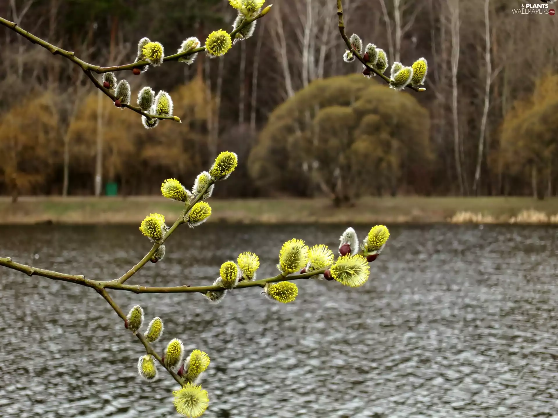 River, Blossoming, Willow, forest