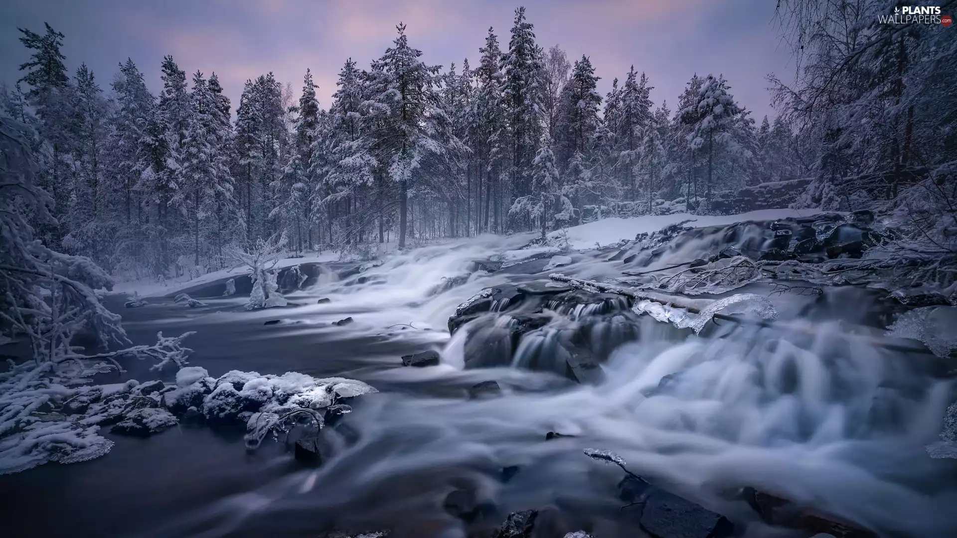viewes, forest, River, trees, winter