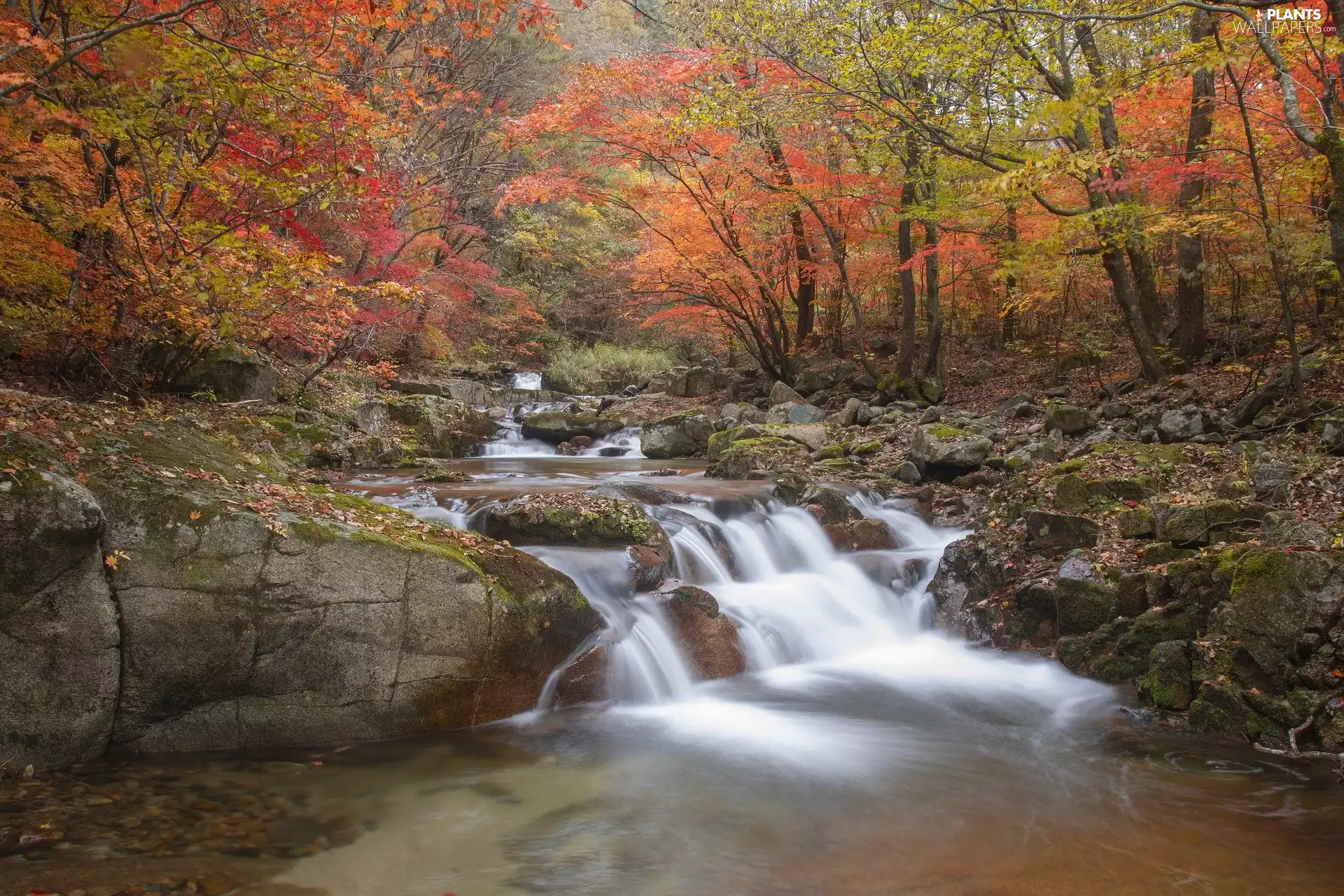 trees, River, rocks, forest, autumn, viewes, Stones