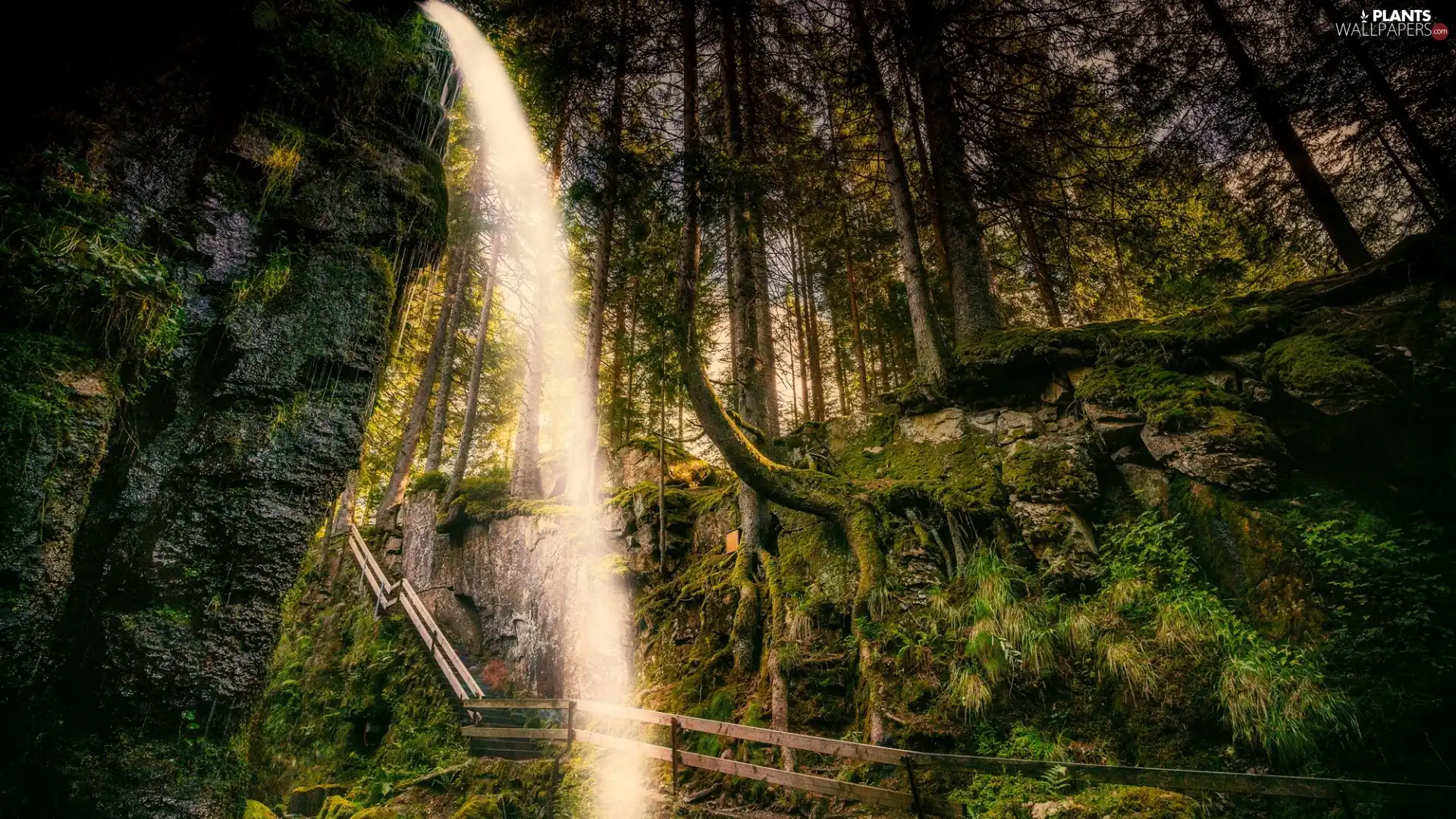 forest, Germany, viewes, waterfall, trees, Baden-Württemberg