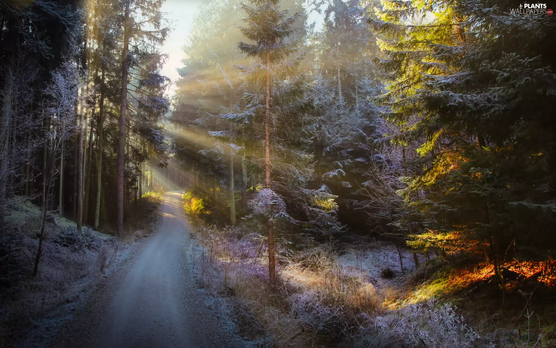 forest, snow, viewes, light breaking through sky, trees, Way