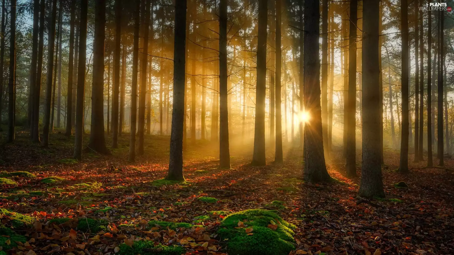forest, trees, Leaf, light breaking through sky, fallen, viewes