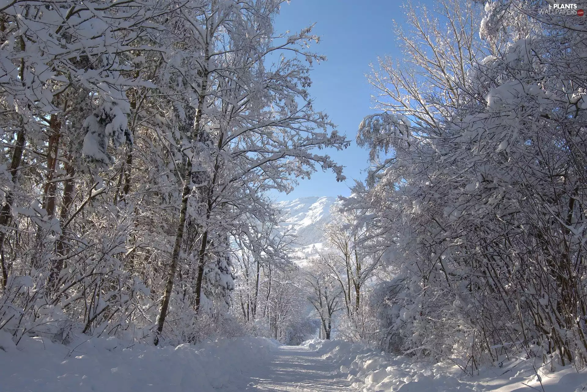 forest, winter, trees, viewes, sunny, day, snow, Mountains, Way