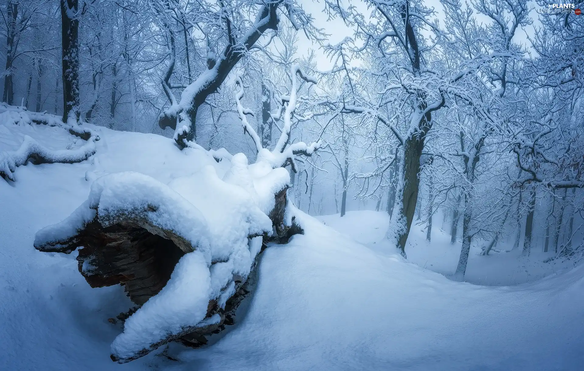 trees, winter, snowy, forest, viewes, snow