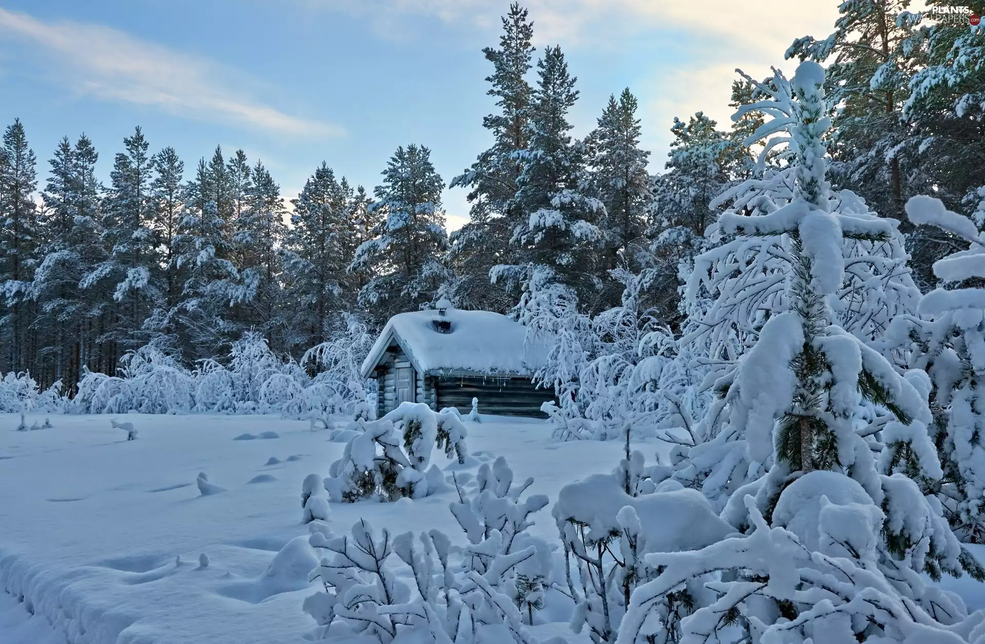 house, winter, viewes, forest, trees, snow