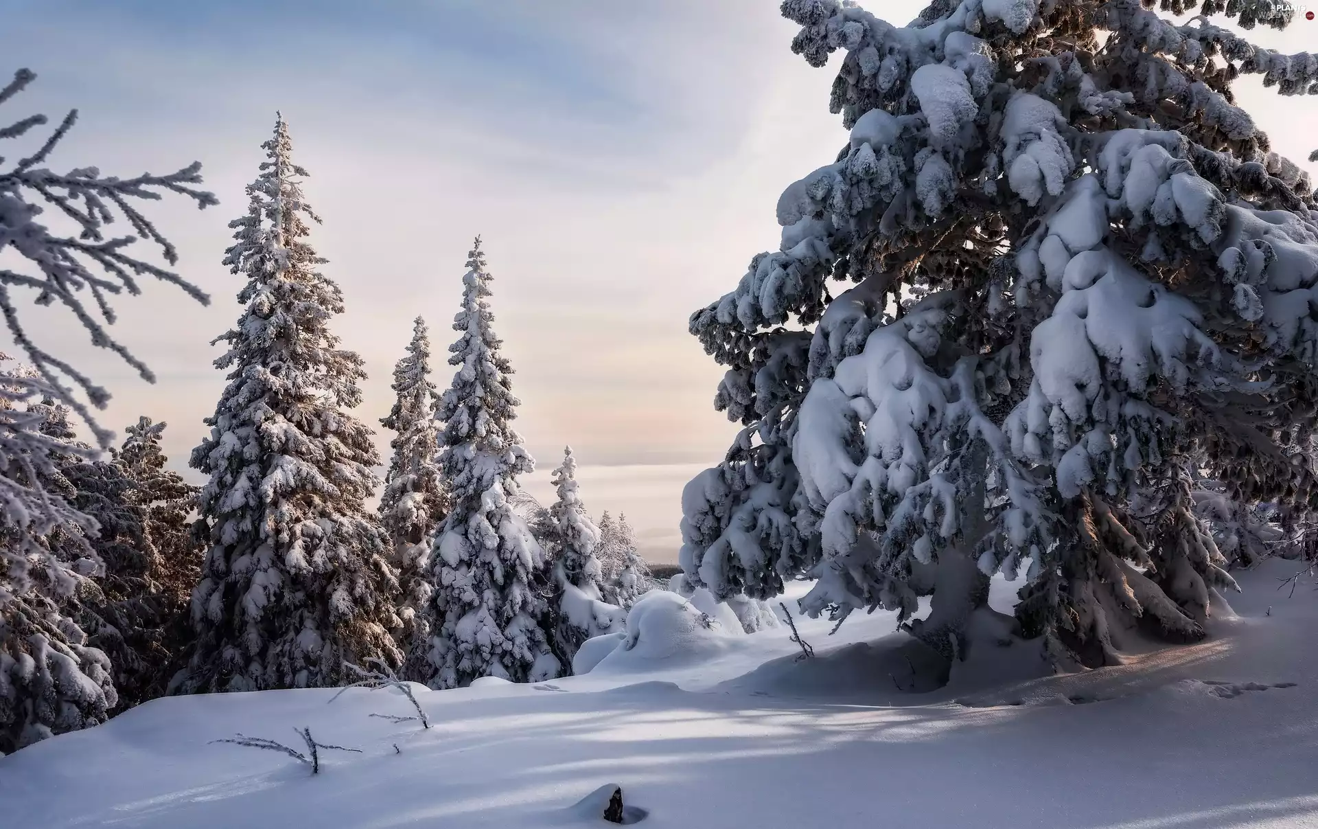 snowy, winter, viewes, forest, trees, snow