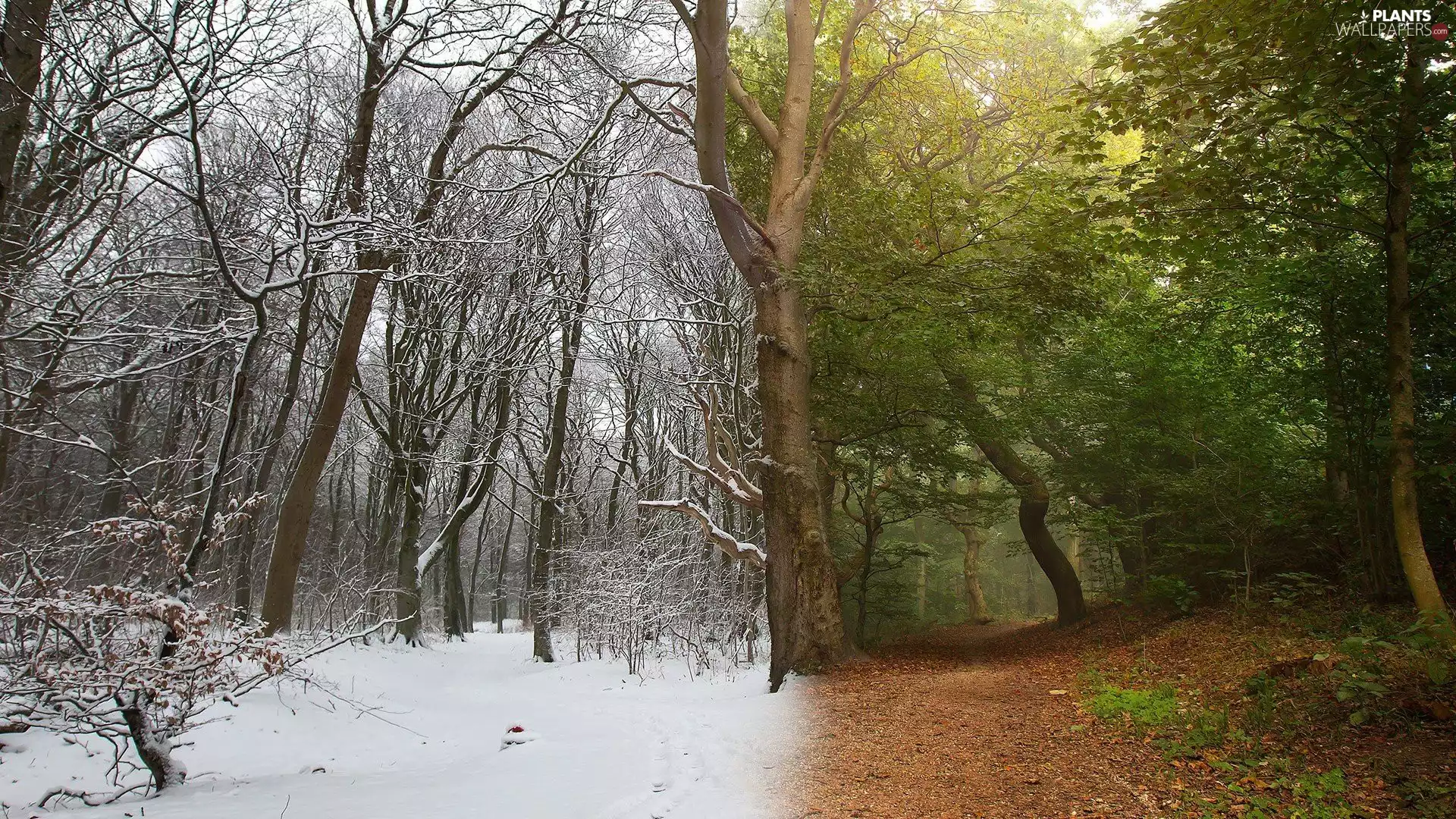 viewes, graphics, snow, winter, green ones, Way, viewes, trees, forest, trees, summer