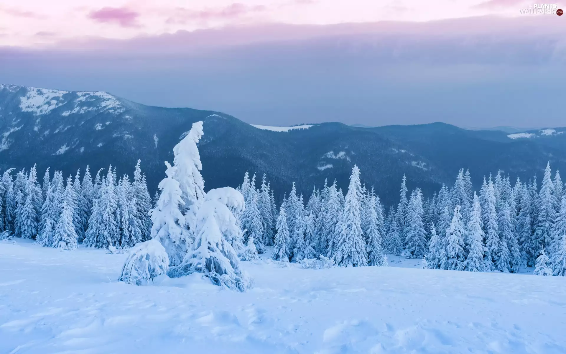 forest, winter, Sky, clouds, trees, viewes, The Hills, Snowy, Mountains