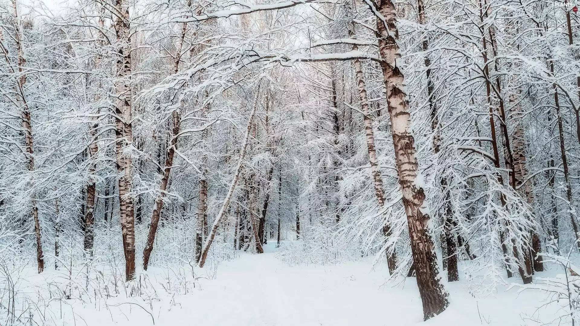 trees, snow, Snowy, forest, winter, viewes, birch