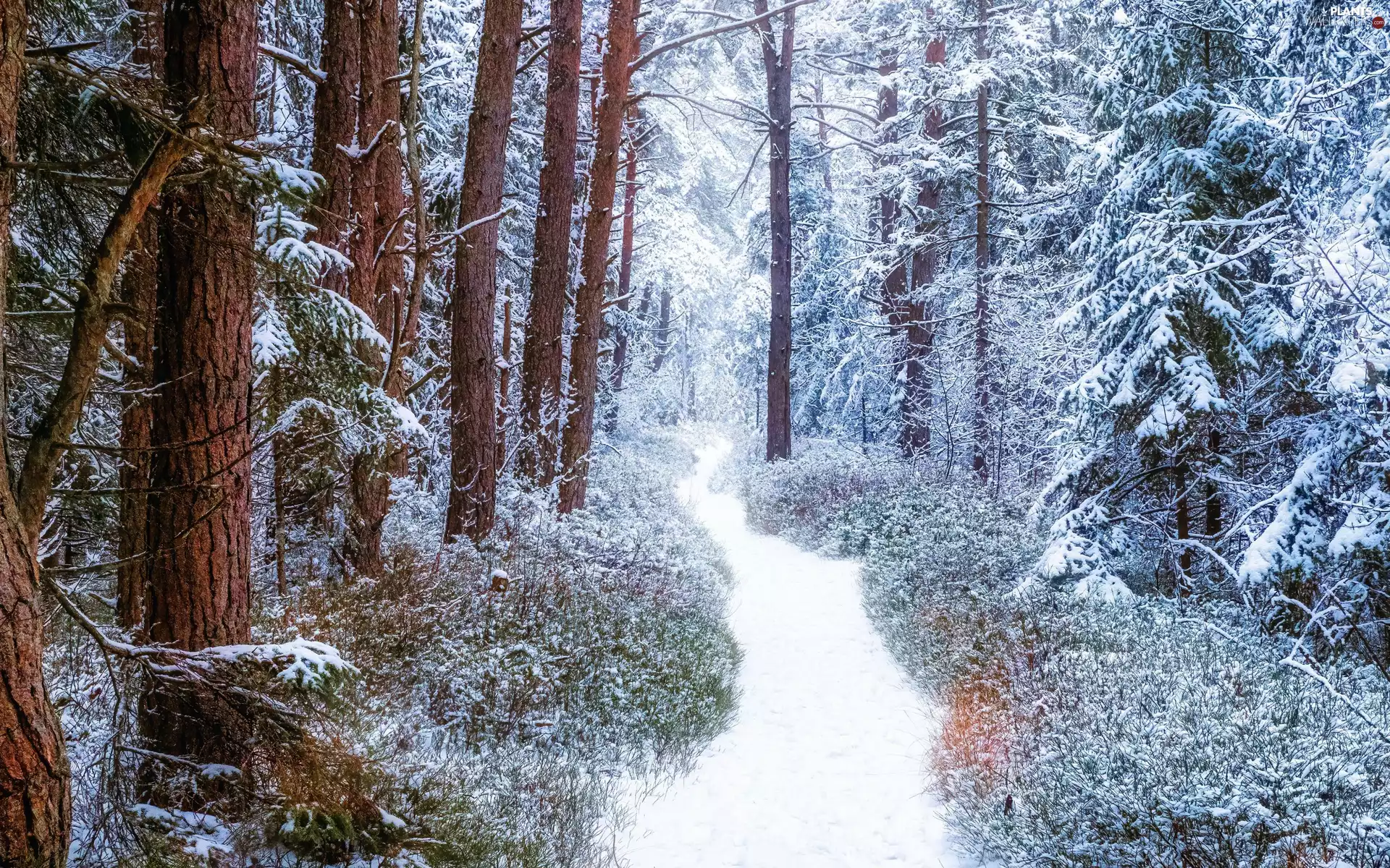 trees, snow, snowy, forest, winter, viewes, Path