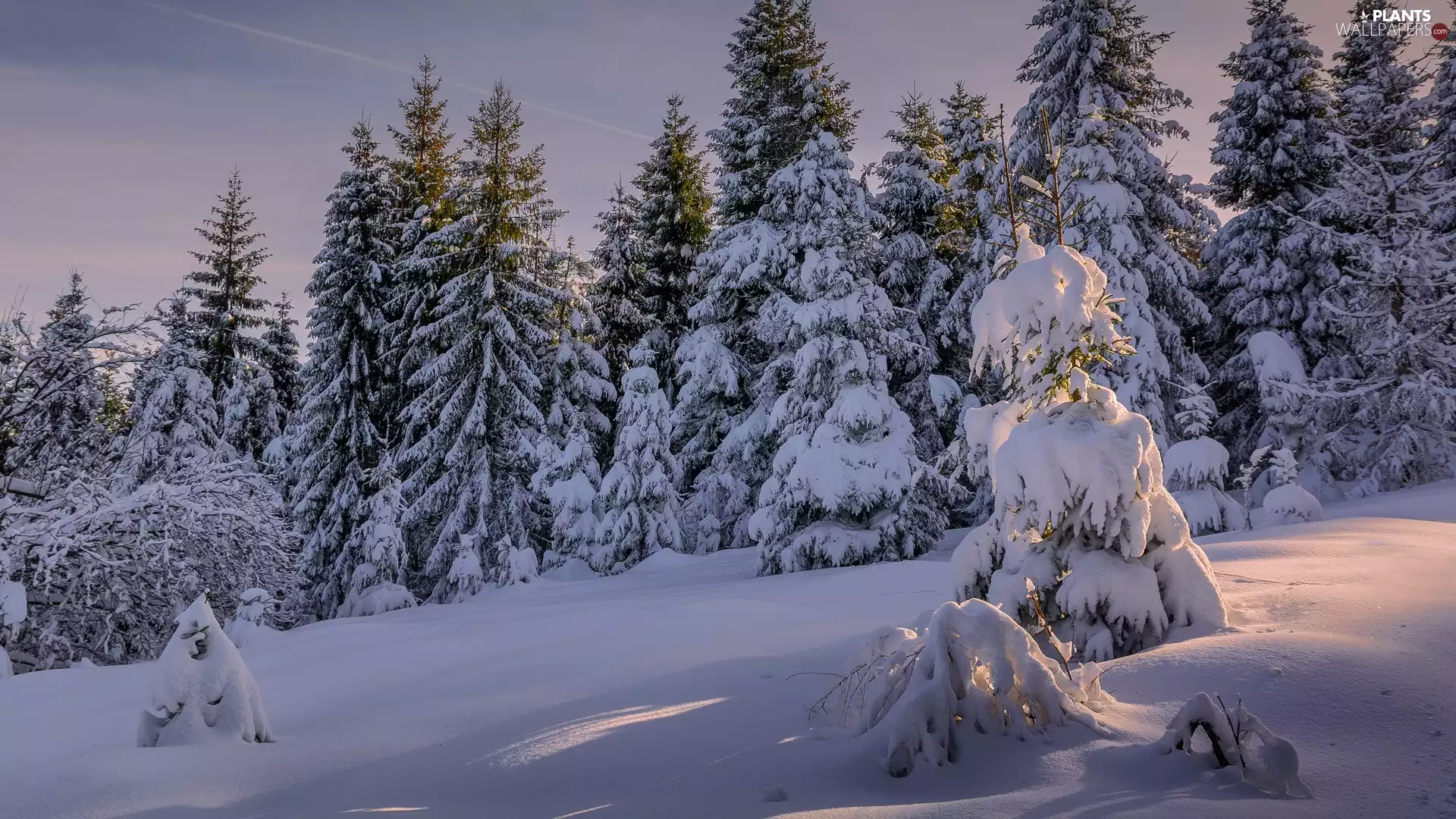 trees, winter, snow, forest, viewes, Snowy