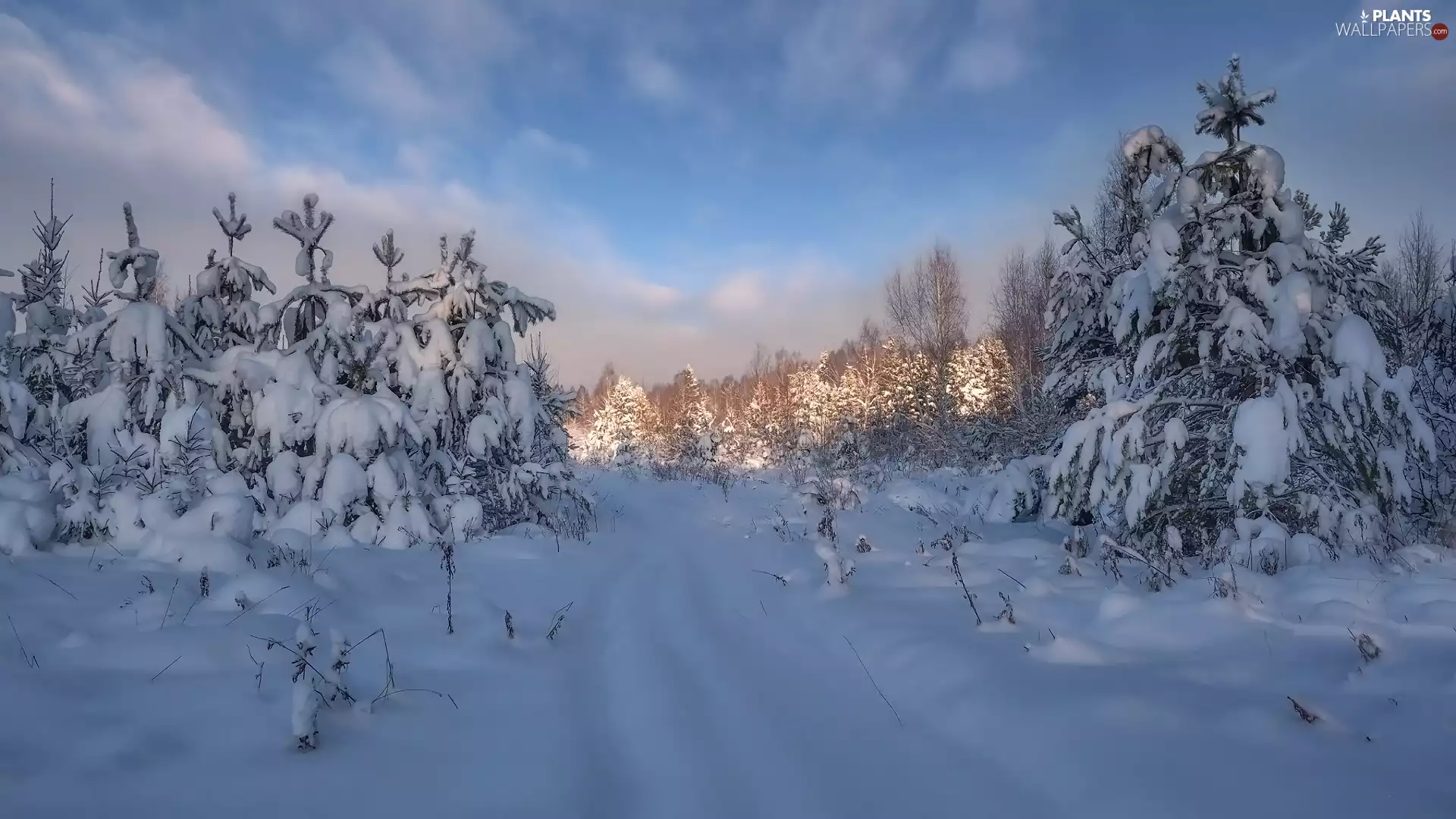 trees, snow, snowy, forest, winter, viewes, Way