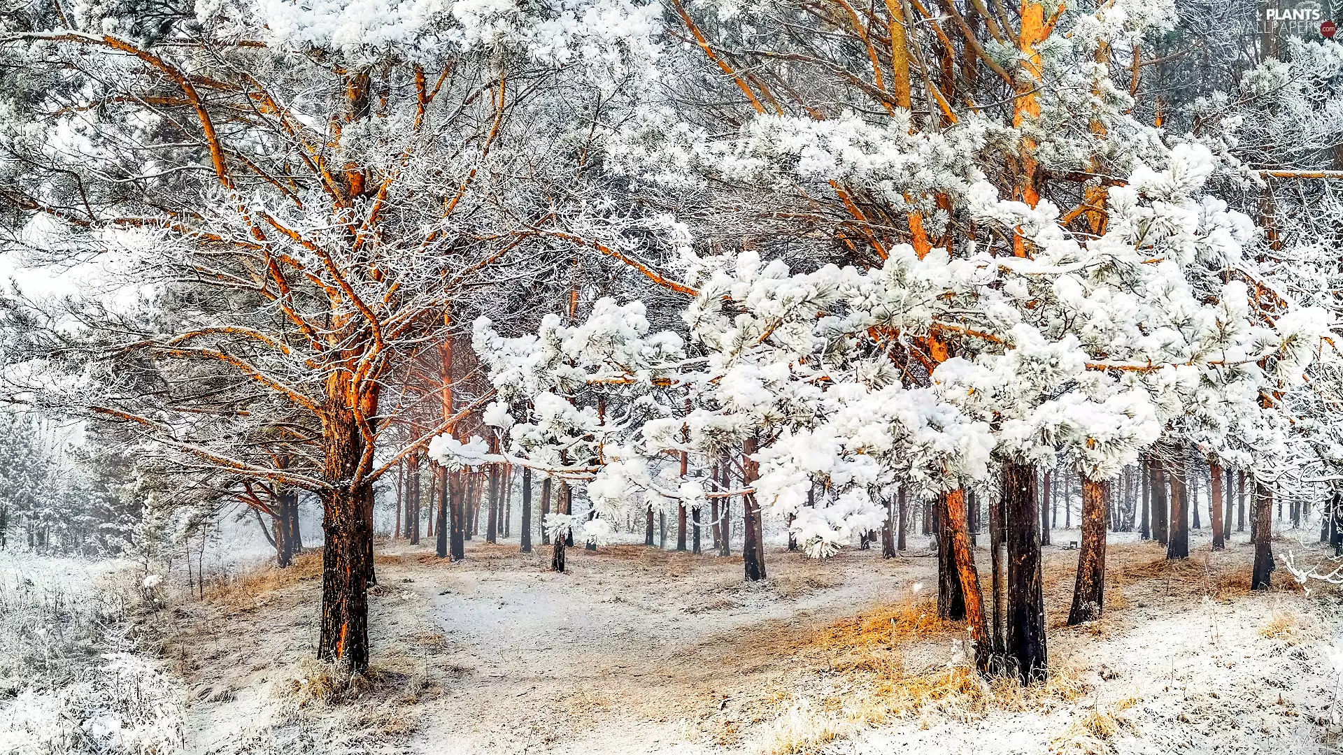 trees, winter, Way, forest, viewes, Snowy
