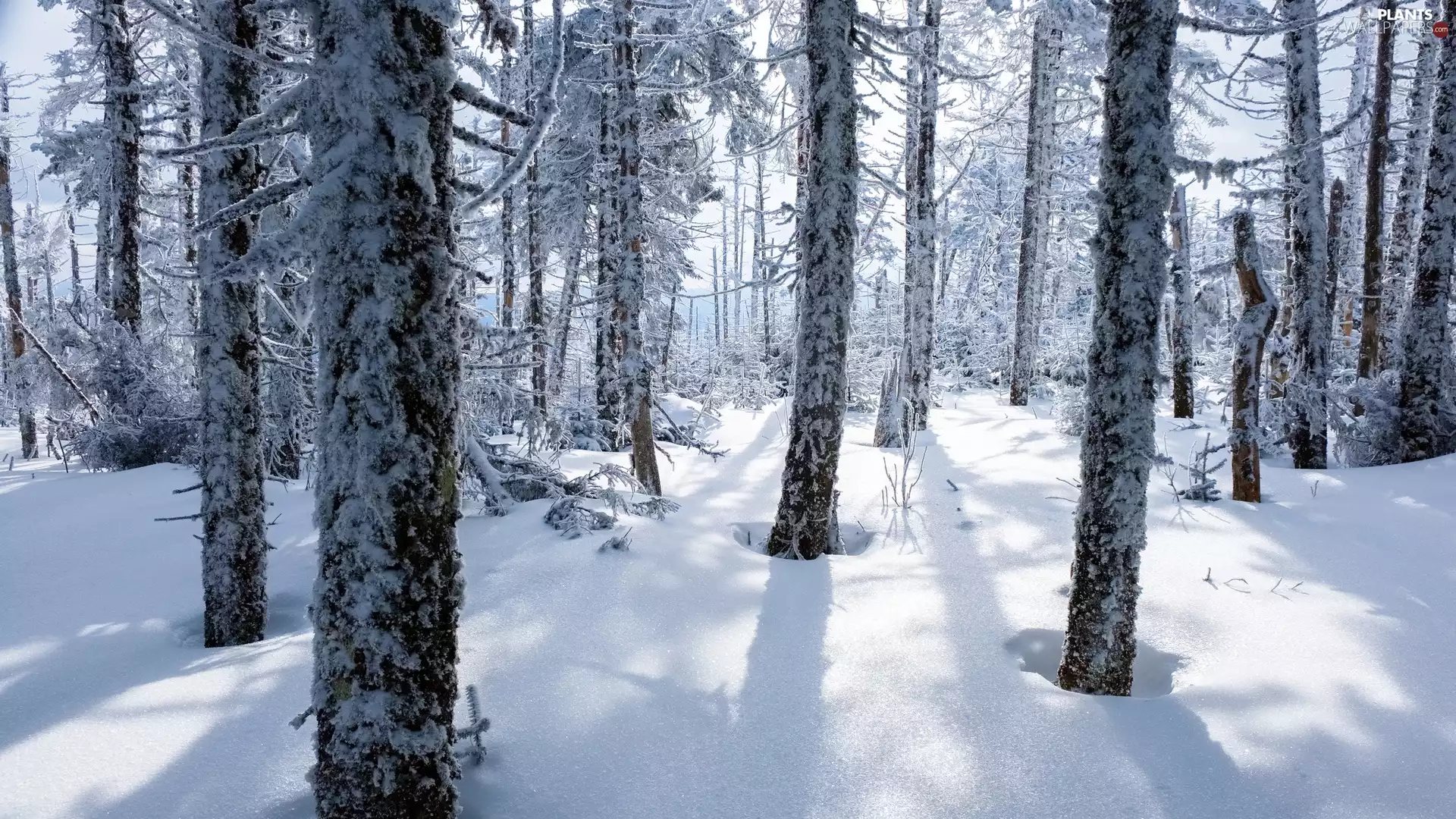 viewes, forest, Snowy, trees, winter