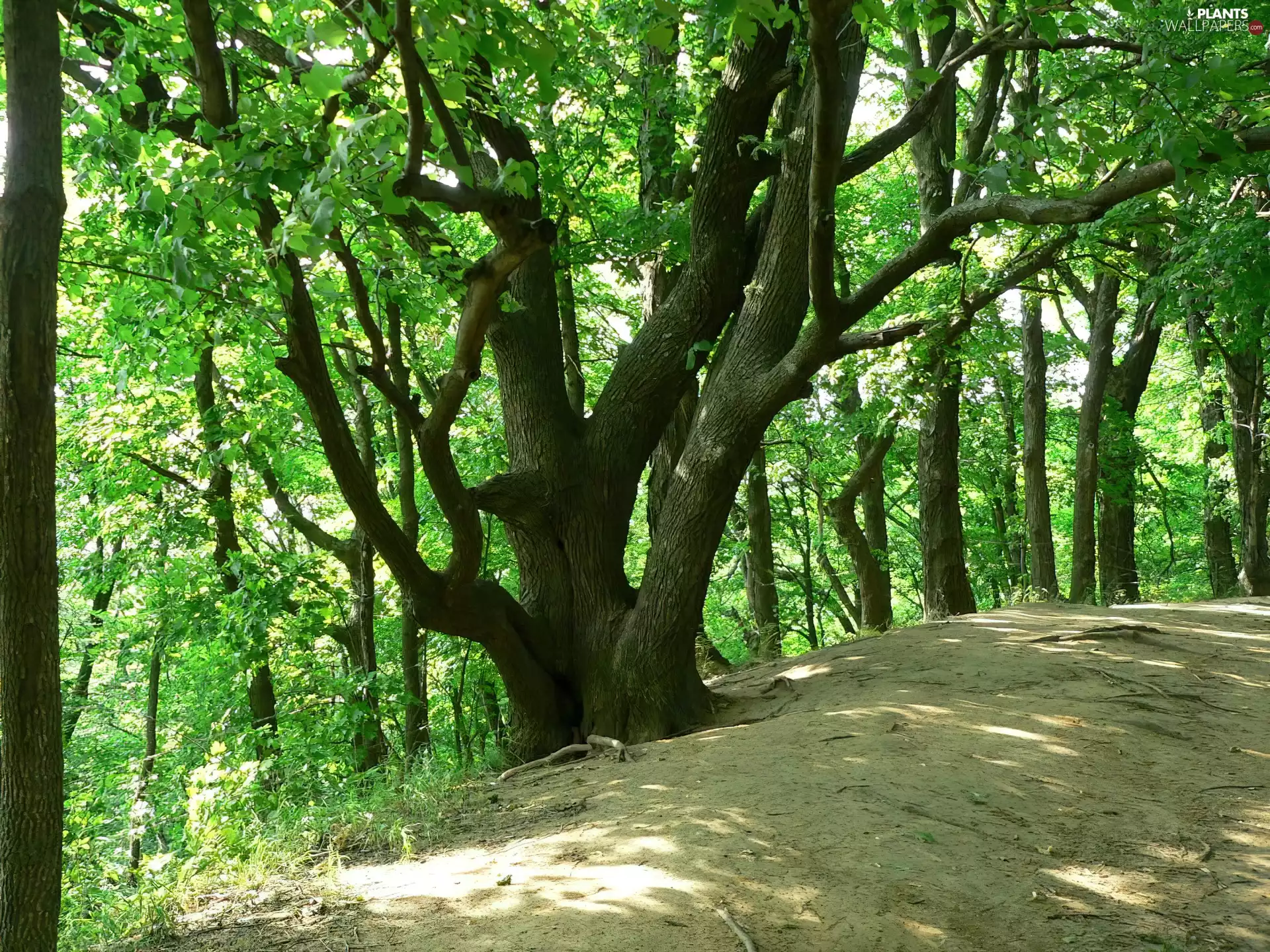 Spring, trees, viewes, forest