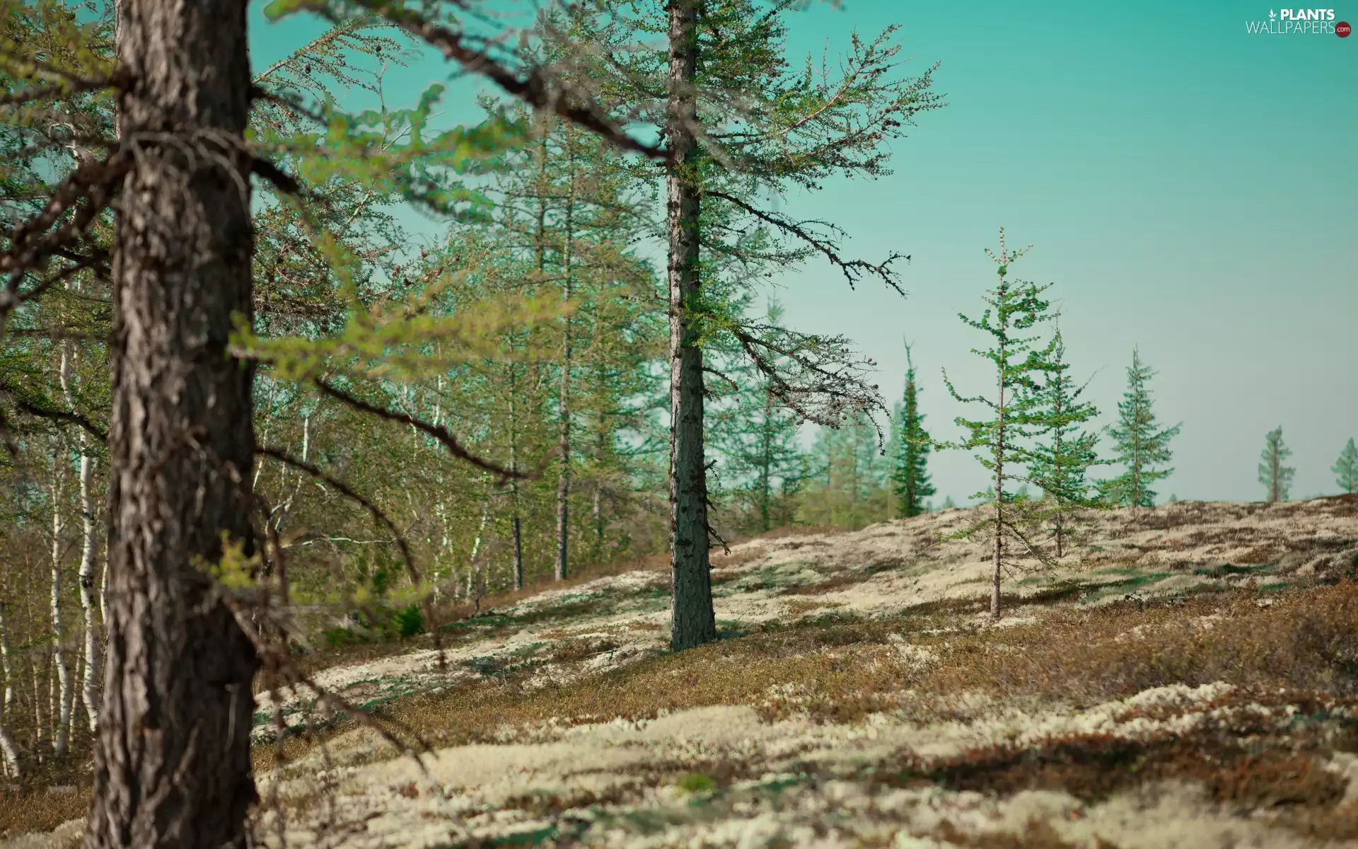 Spring, trees, viewes, forest