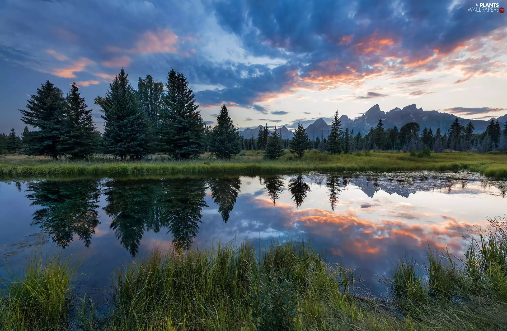 trees, Mountains, Spruces, forest, clouds, viewes, lake