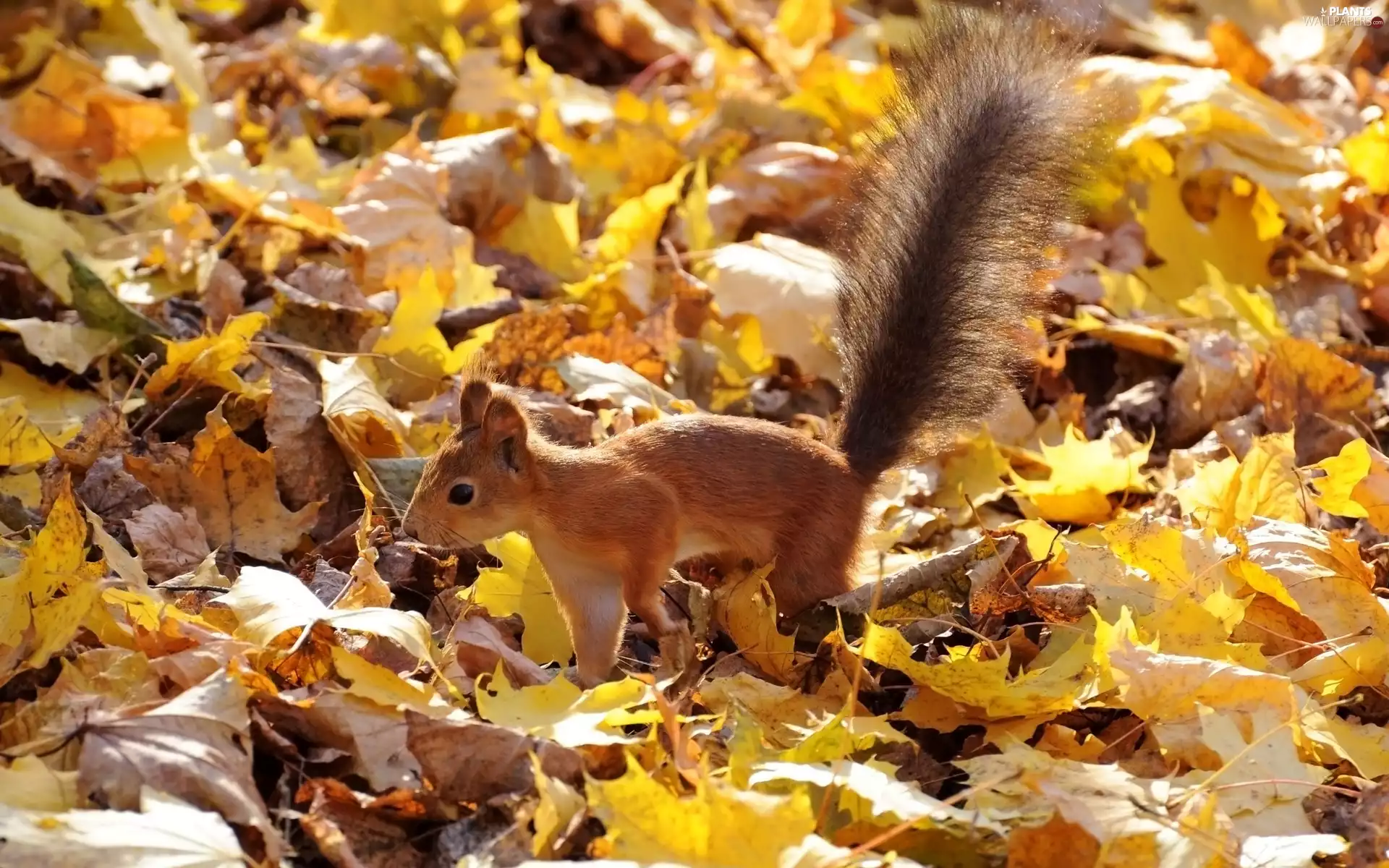 squirrel, Autumn, Leaf, forest