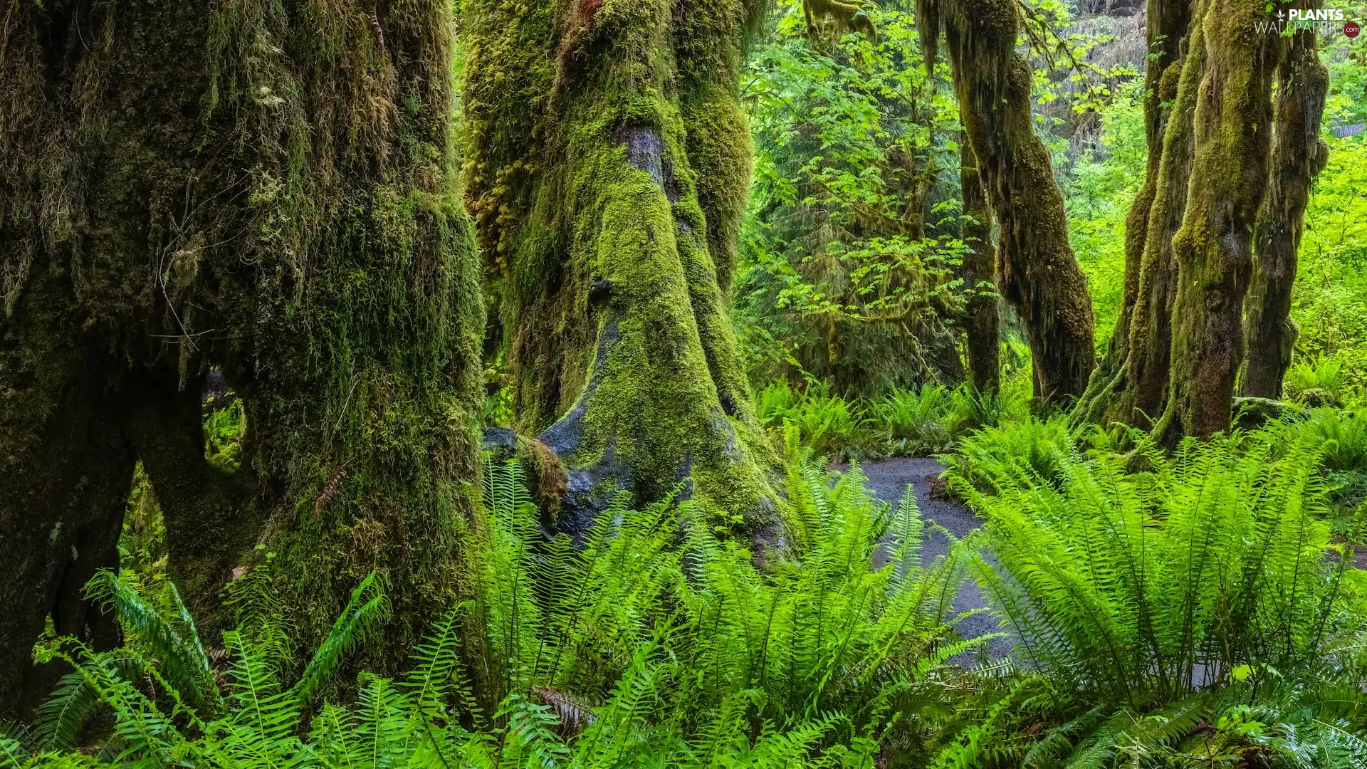 Washington State, The United States, Olympic National Park, forest, fern, Path, trees, viewes, mossy