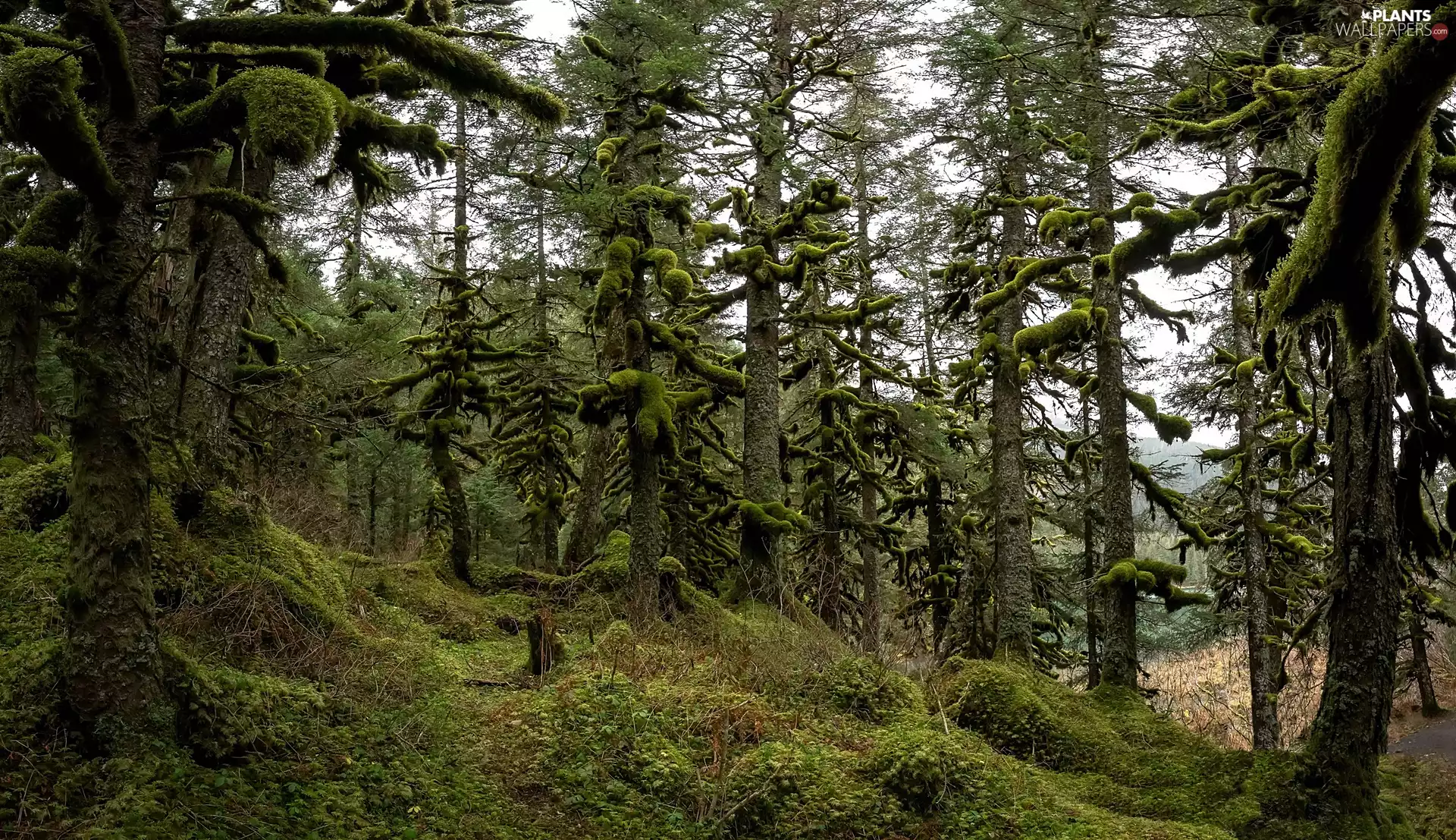 viewes, forest, Stems, trees, mossy