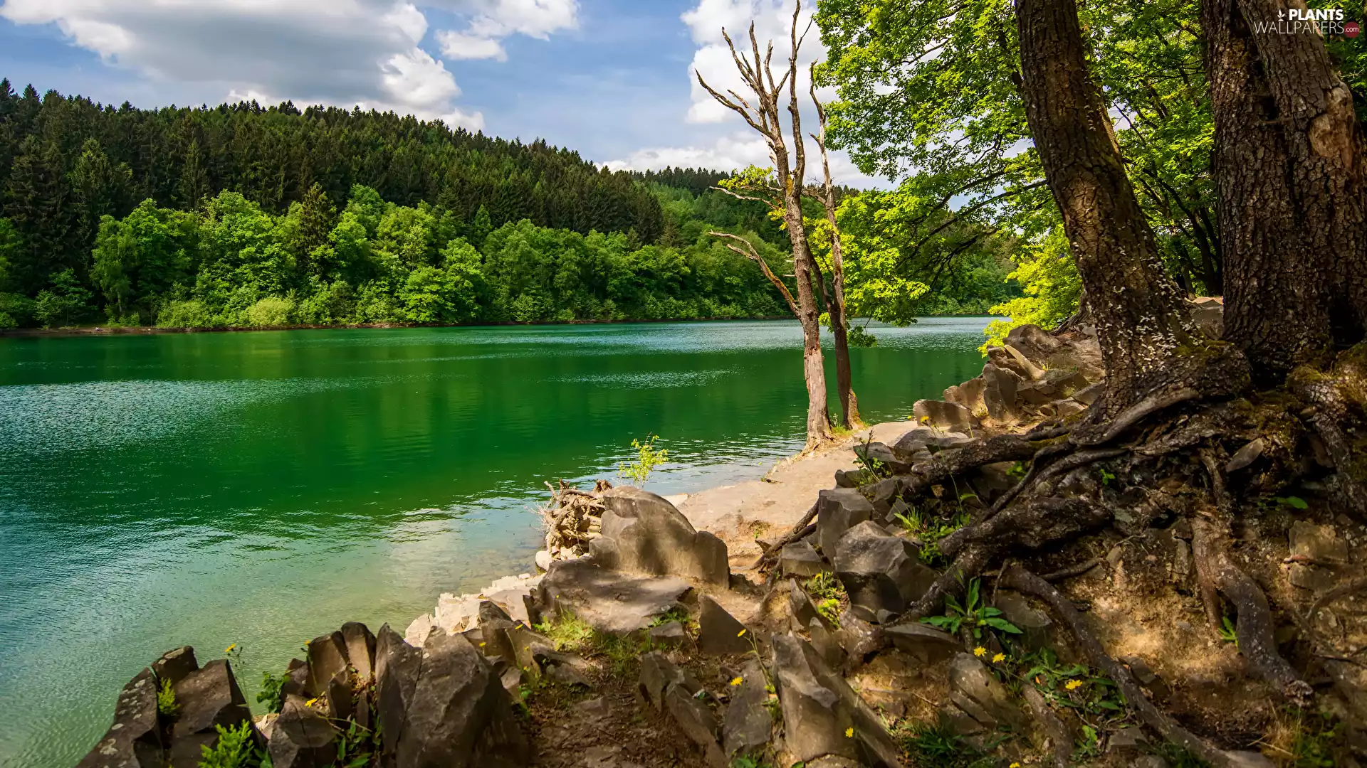 trees, Hill, Stones, forest, River, viewes, VEGETATION