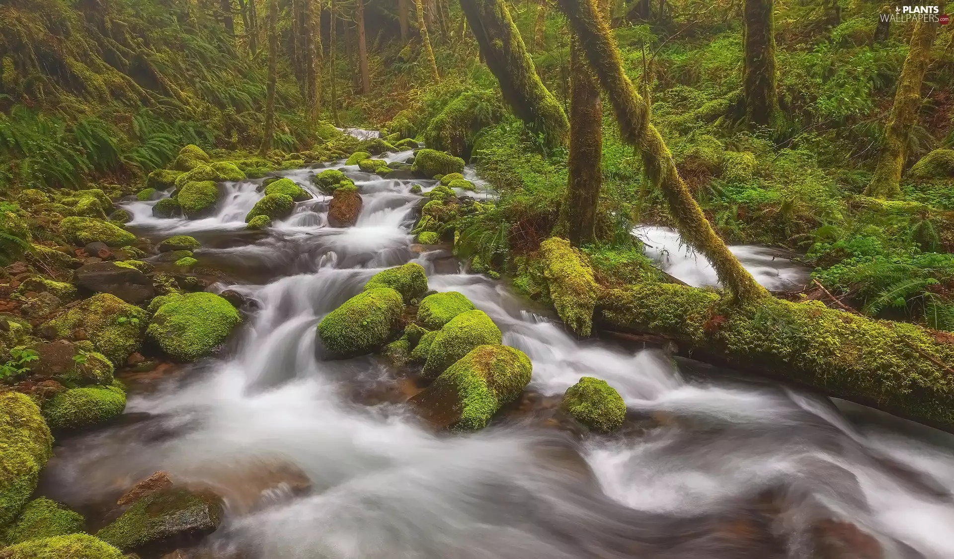 trees, waterfall, Stones, forest, River, viewes, mossy