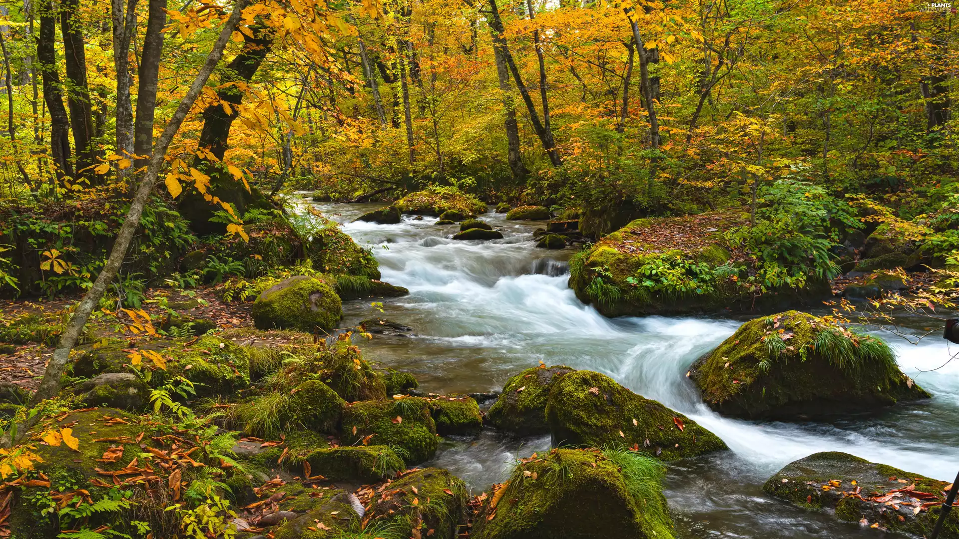forest, autumn, trees, viewes, Stones, Leaf, stream, mossy, River