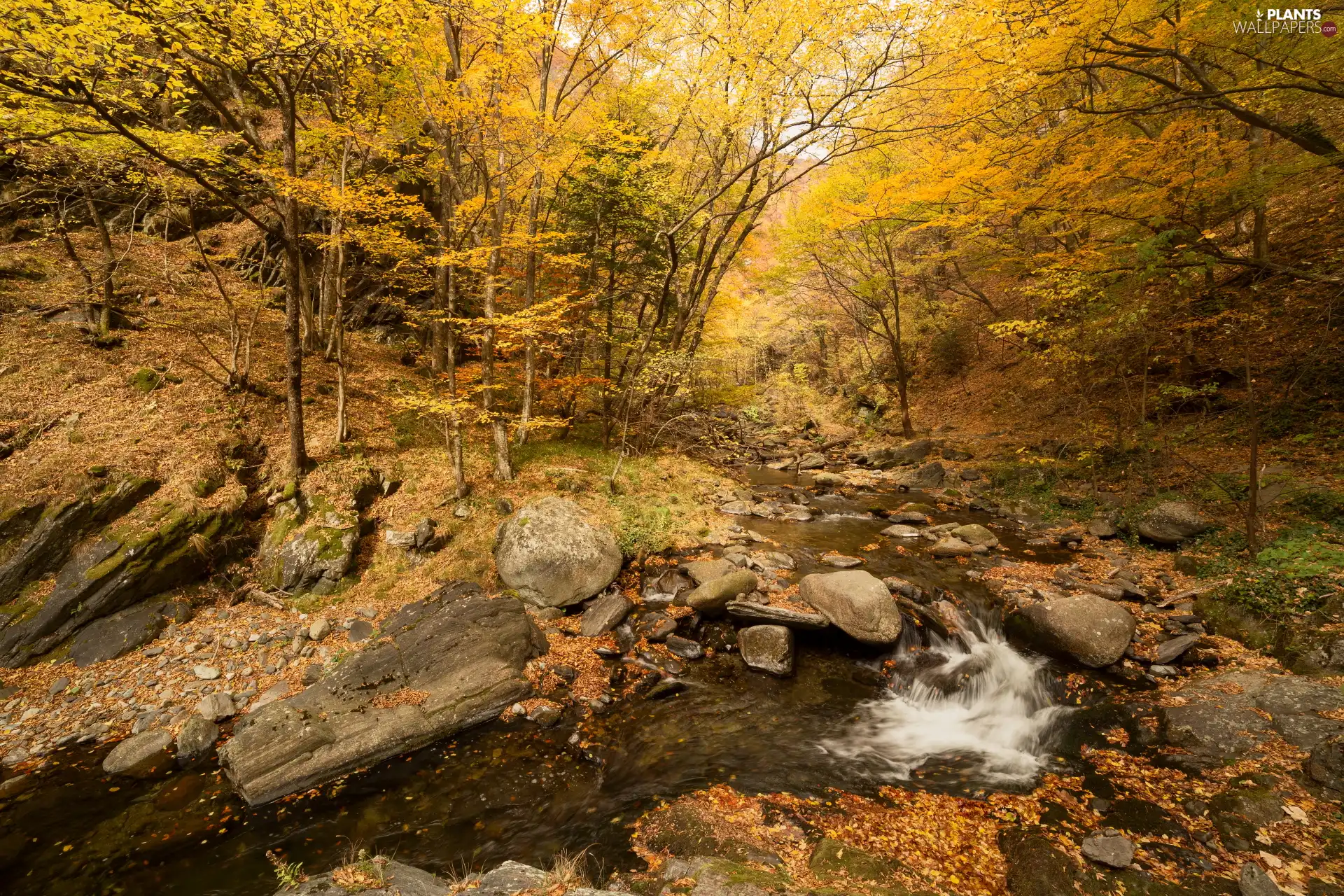 forest, autumn, trees, viewes, Stones, rocks, stream, brook, Leaf