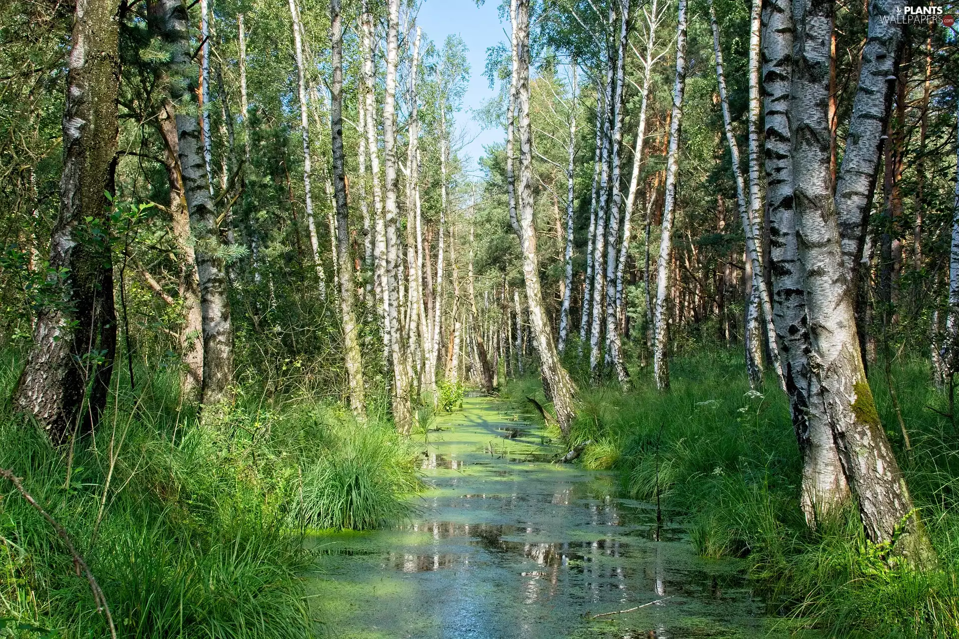 Pond - car, Plants, forest, birch, summer