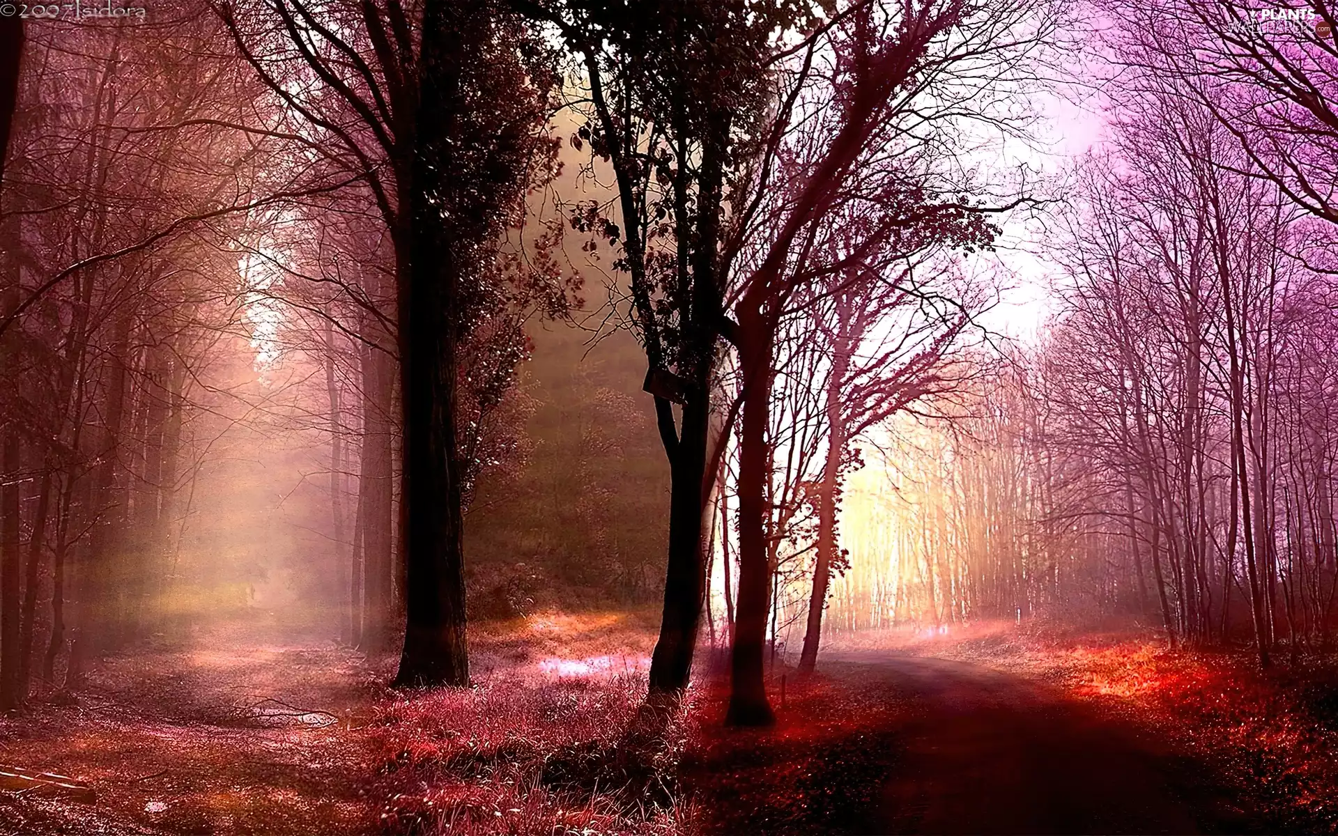 viewes, forest, sun, trees, rays