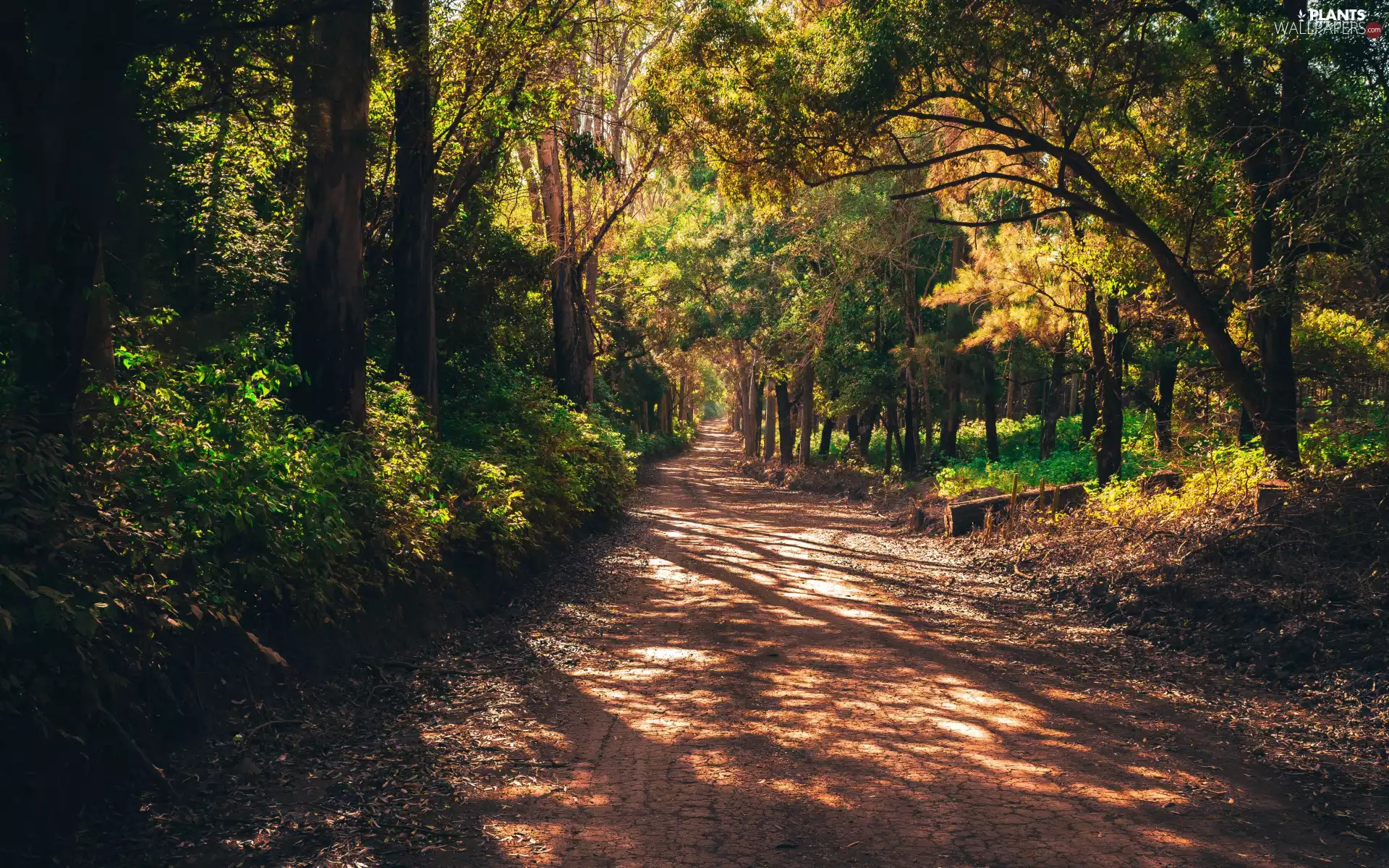 forest, Way, trees, viewes, luminosity, sunny, sun, flash, ligh