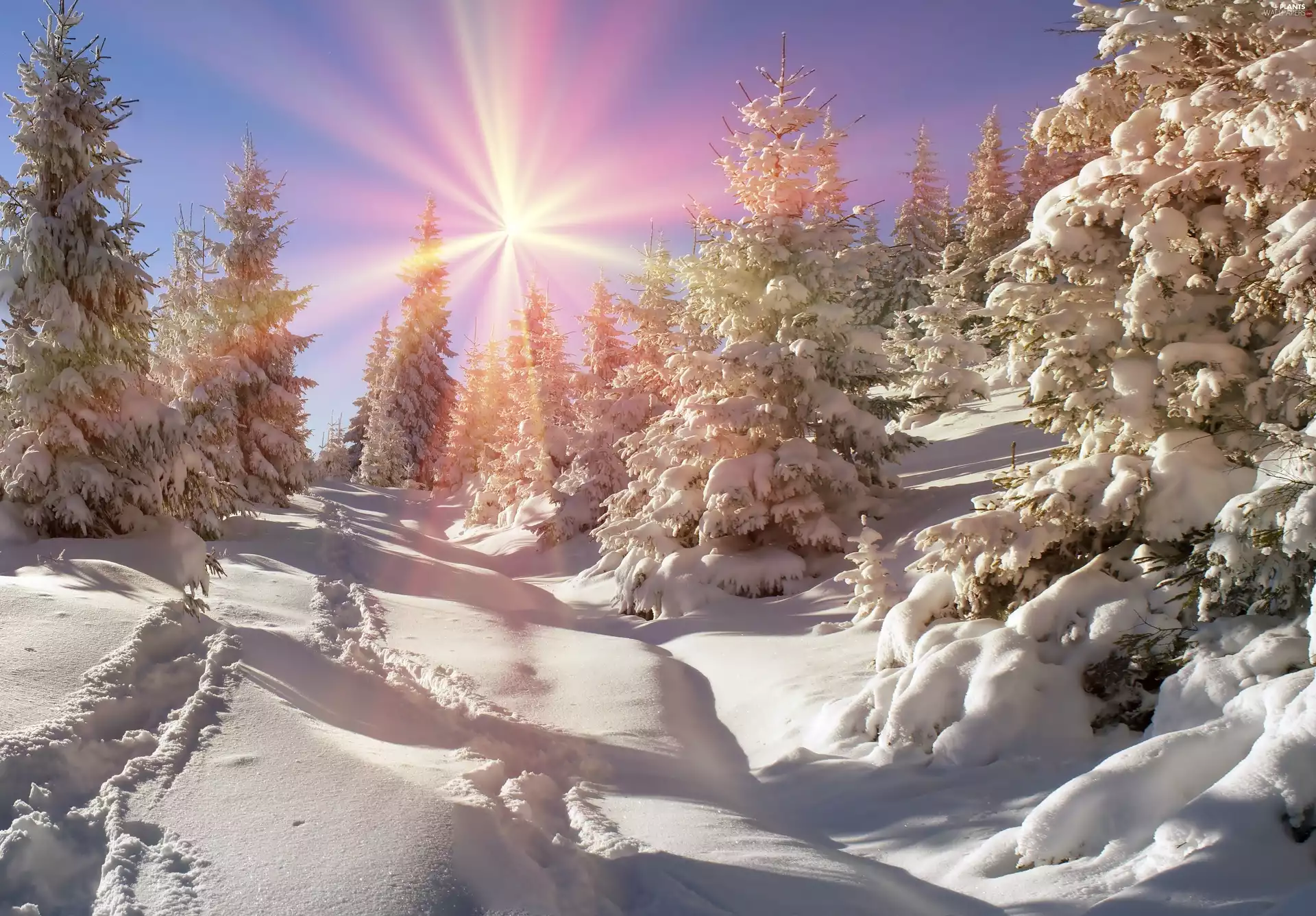 forest, winter, sun