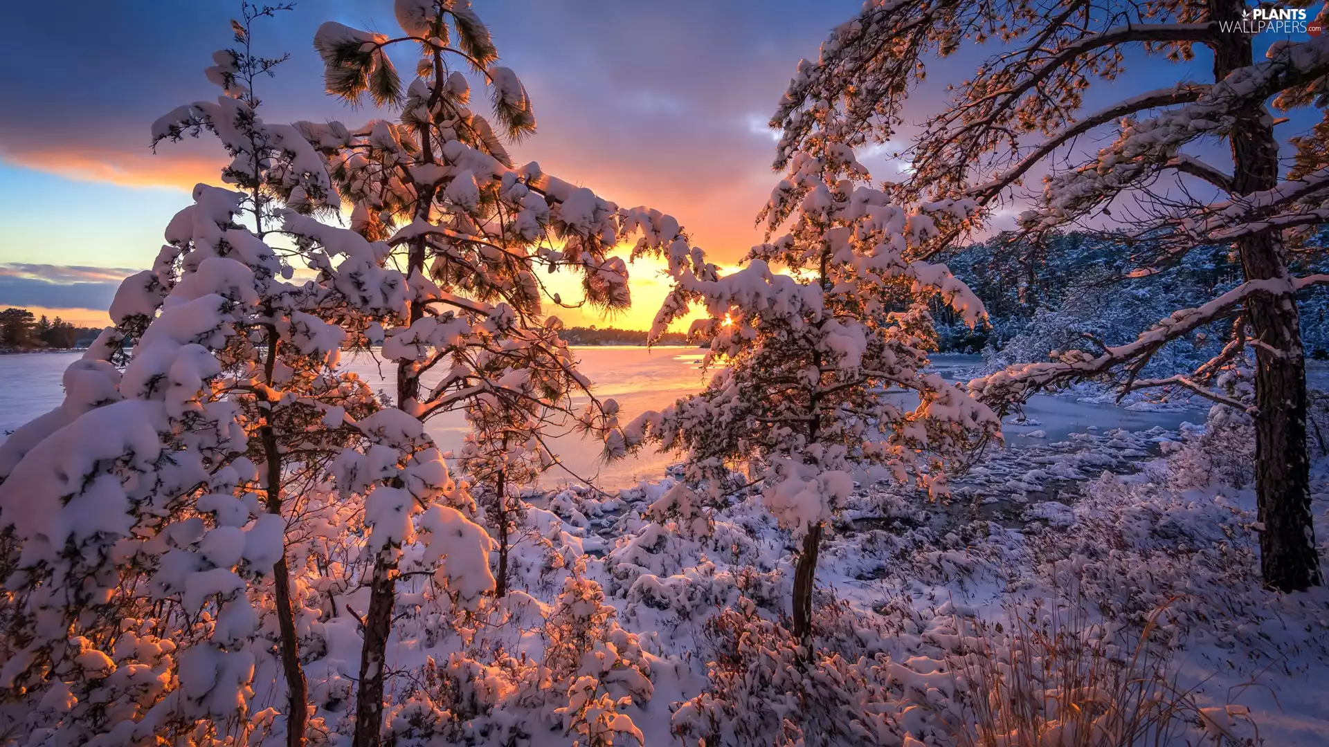 trees, lake, Sunrise, forest, winter, viewes, clouds