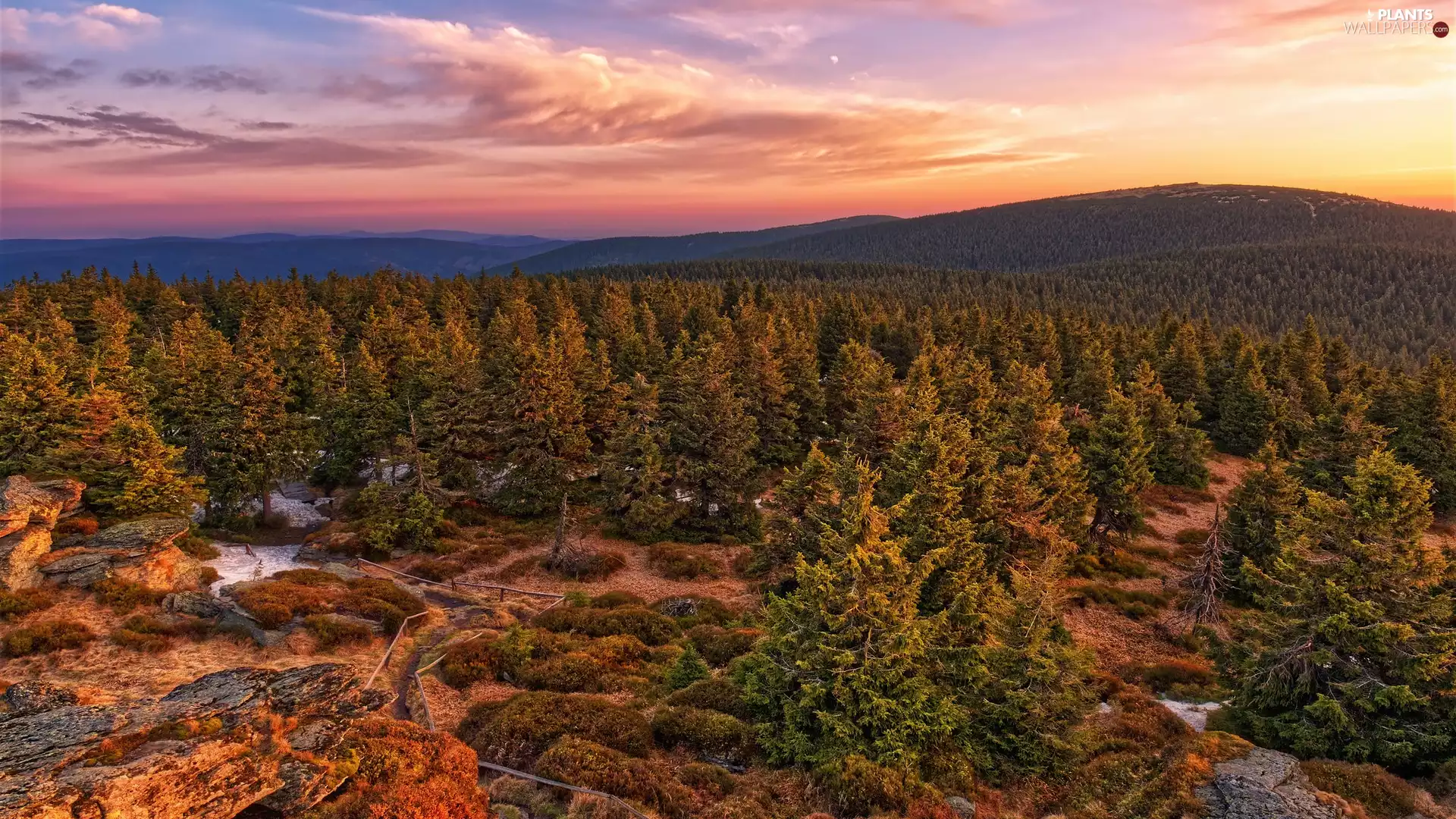 viewes, forest, Sunrise, trees, Mountains