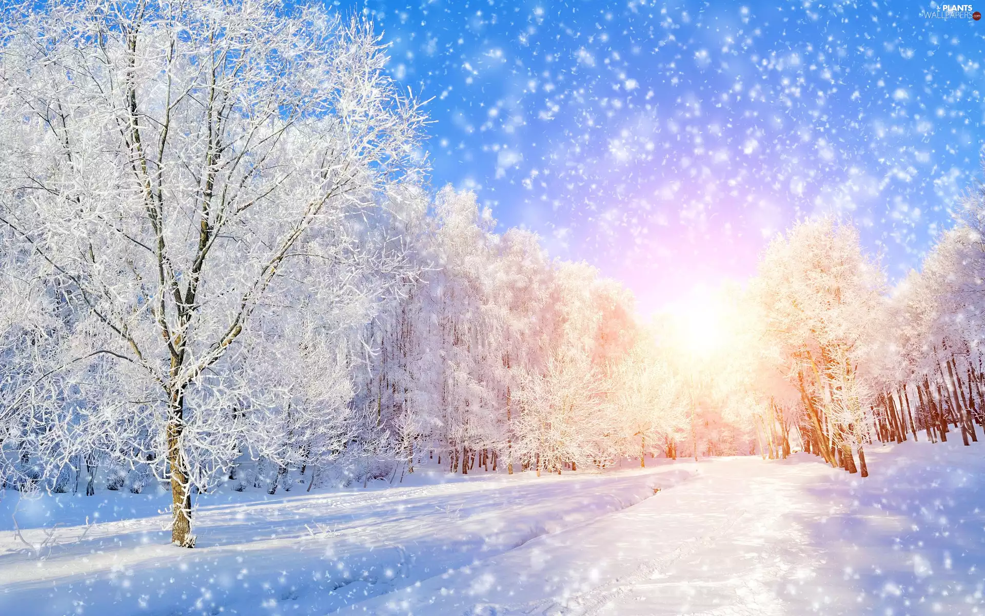 snow, winter, viewes, forest, trees, Sunrise