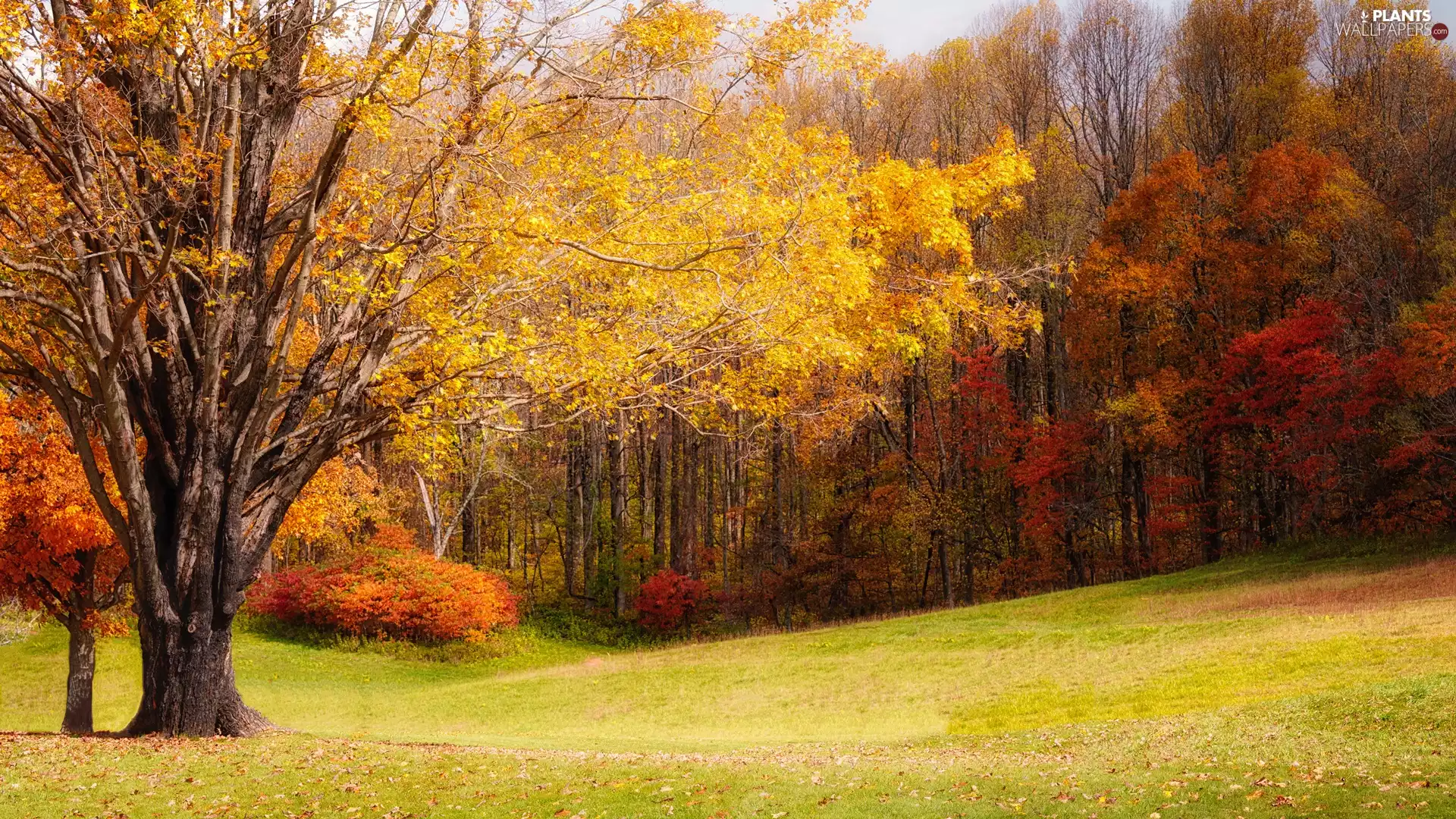 car in the meadow, autumn, trees, viewes, forest