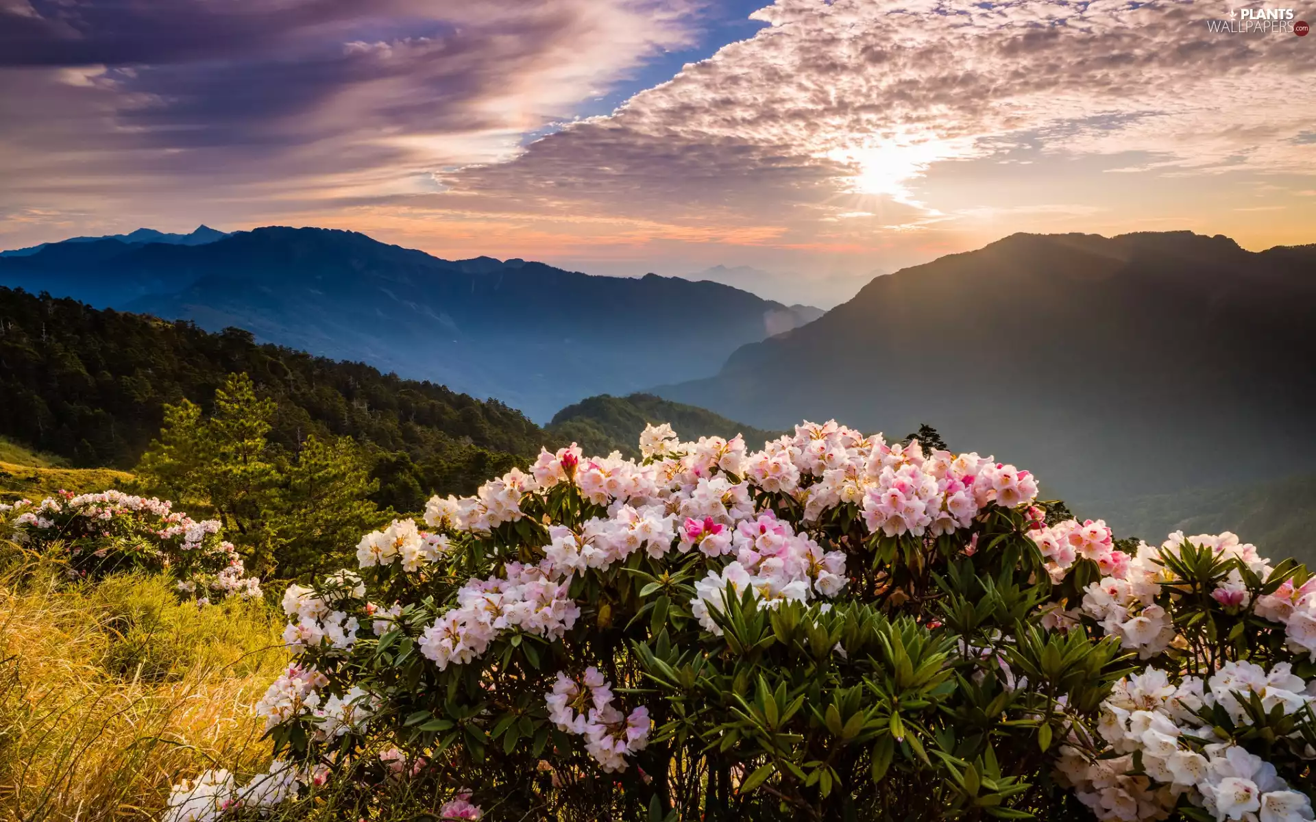 viewes, trees, Sky, Fog, Azaleas, morning, forest, Mountains, Sunrise, The Hills, Flowers, car in the meadow