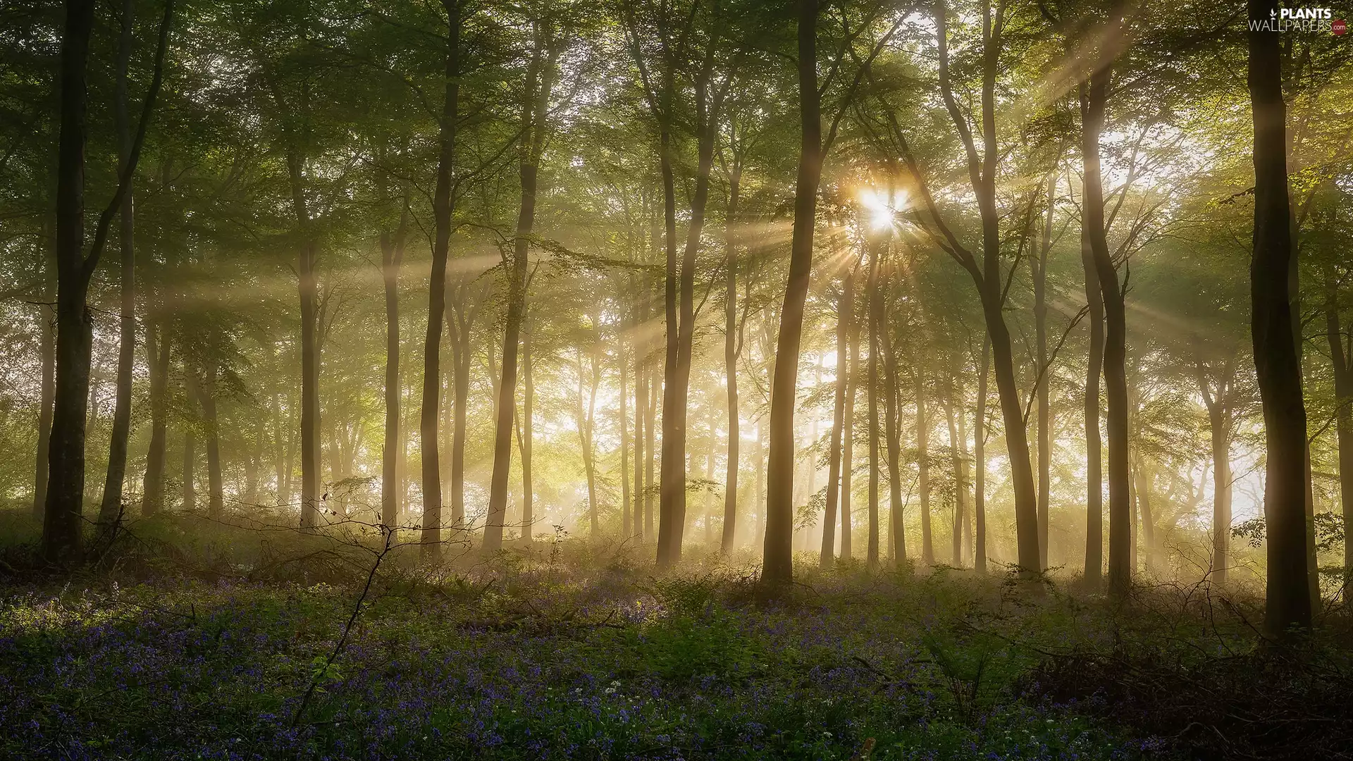 light breaking through sky, Flowers, trees, viewes, forest