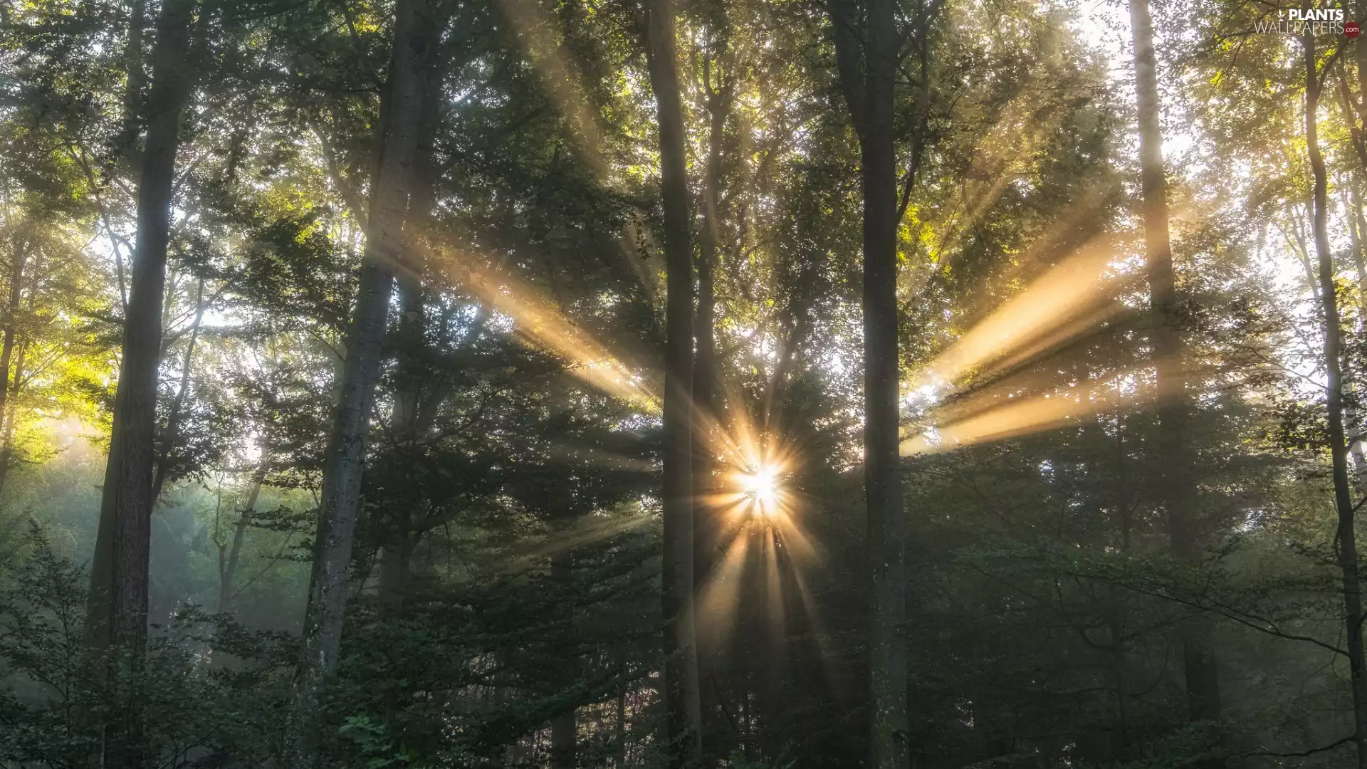 light breaking through sky, rays, trees, viewes, forest