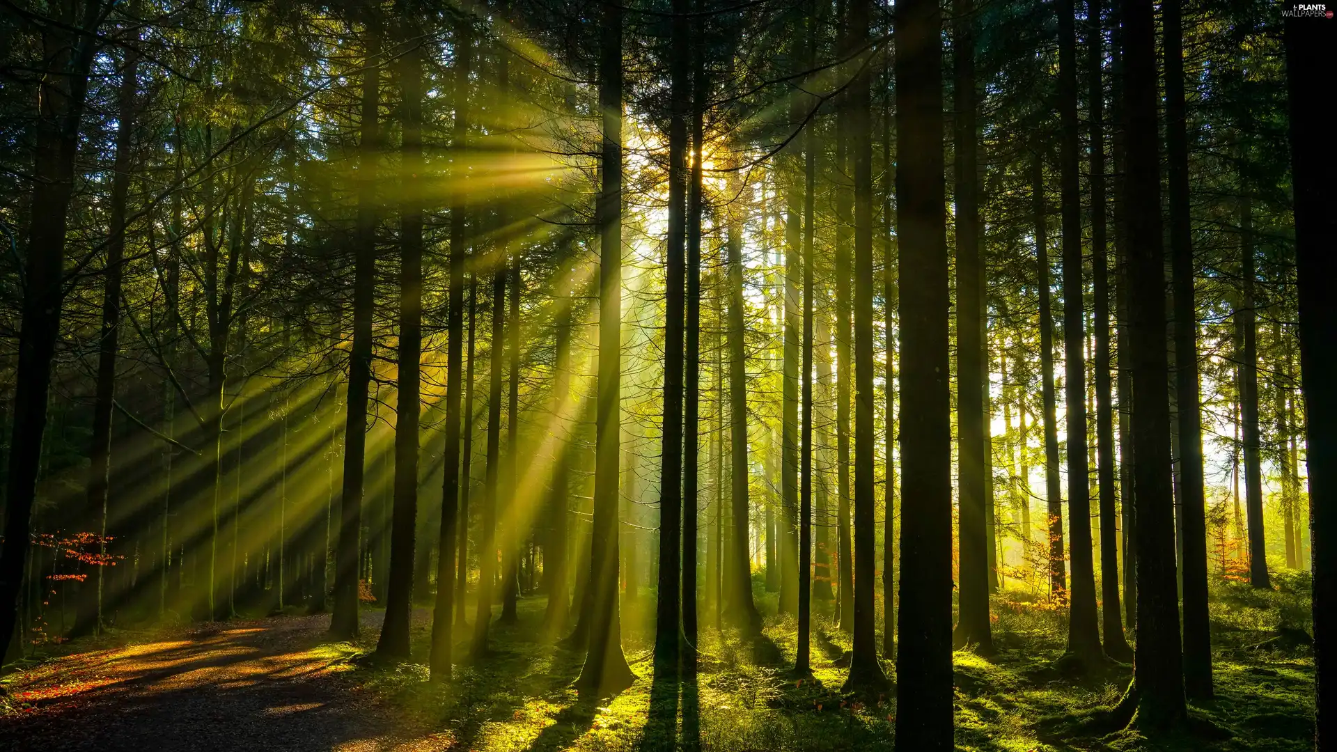 forest, trees, Path, Way, light breaking through sky, viewes