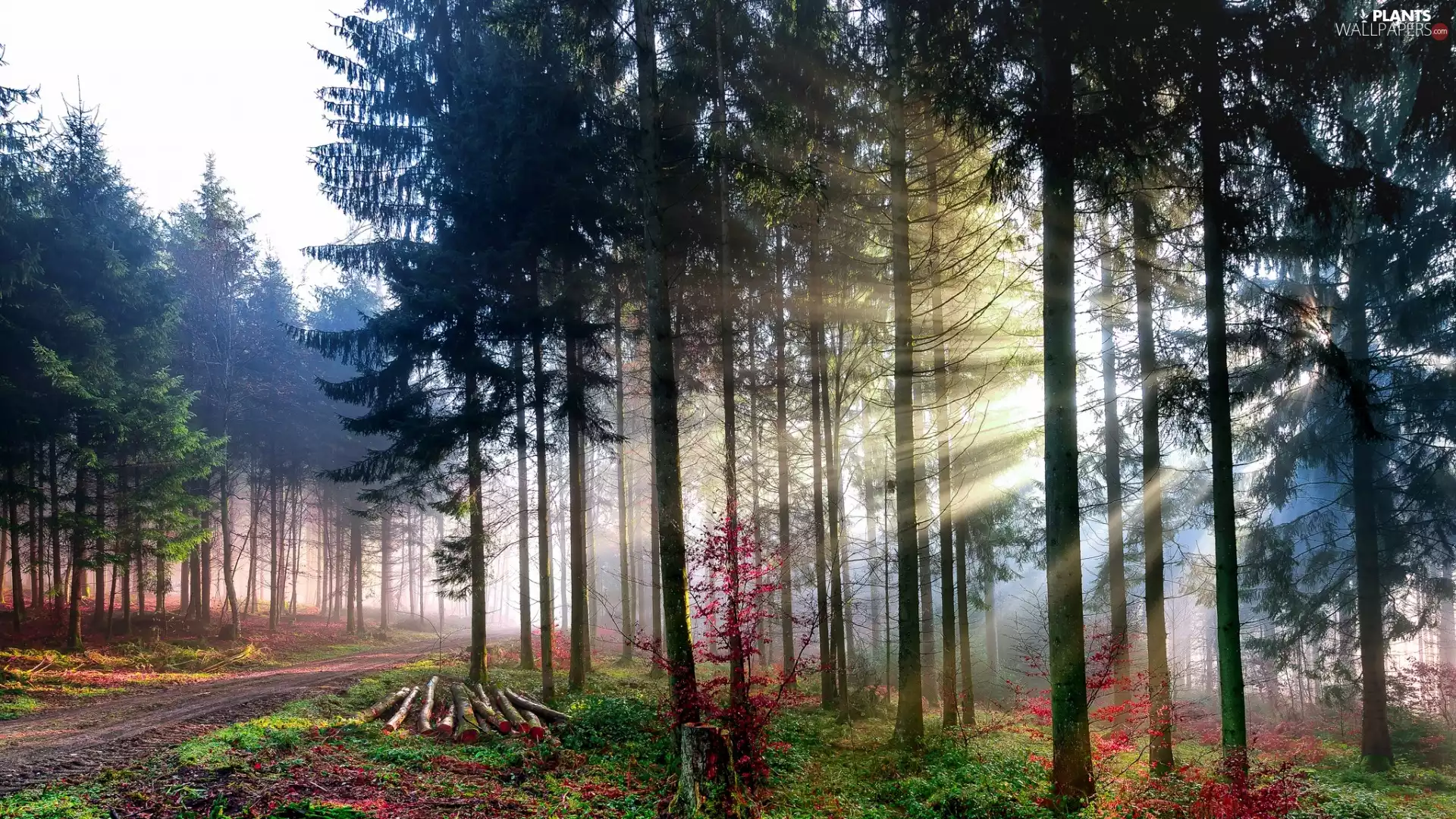 light breaking through sky, Way, trees, viewes, forest