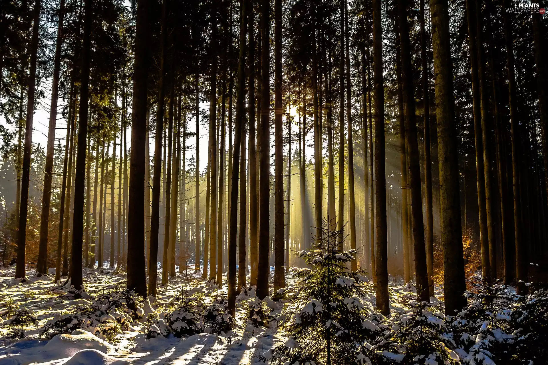 light breaking through sky, winter, trees, viewes, forest