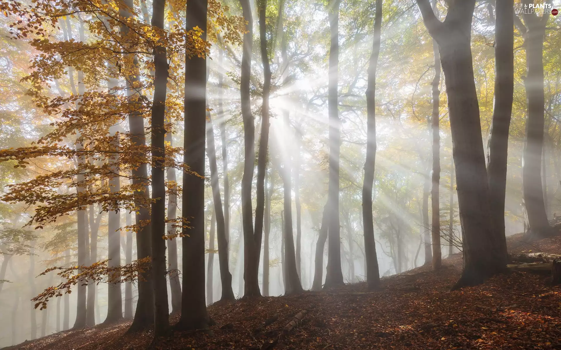 trees, sun, luminosity, forest, sunny, ligh, flash, light breaking through sky, viewes, autumn