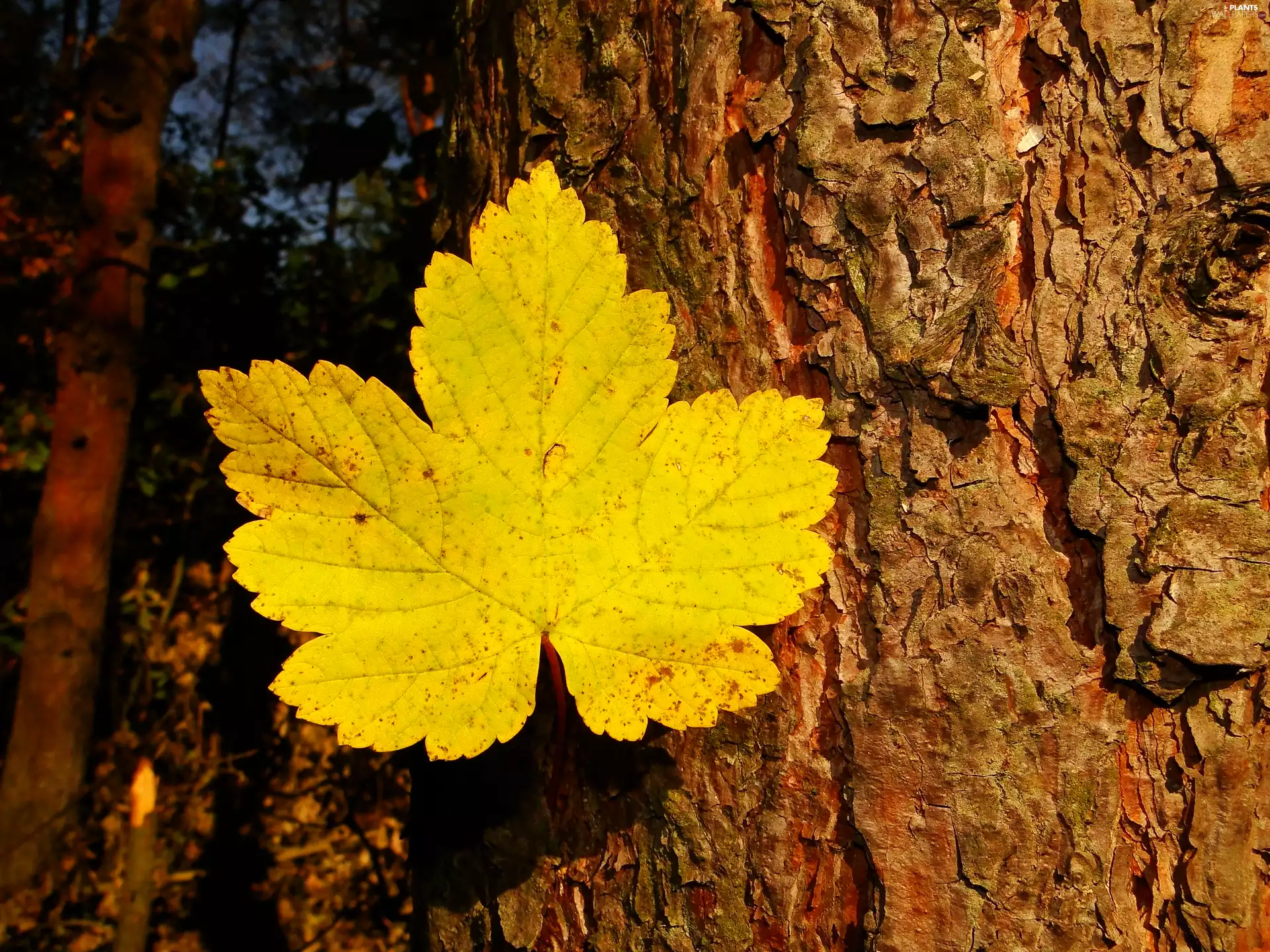 trees, leaf, autumn, forest
