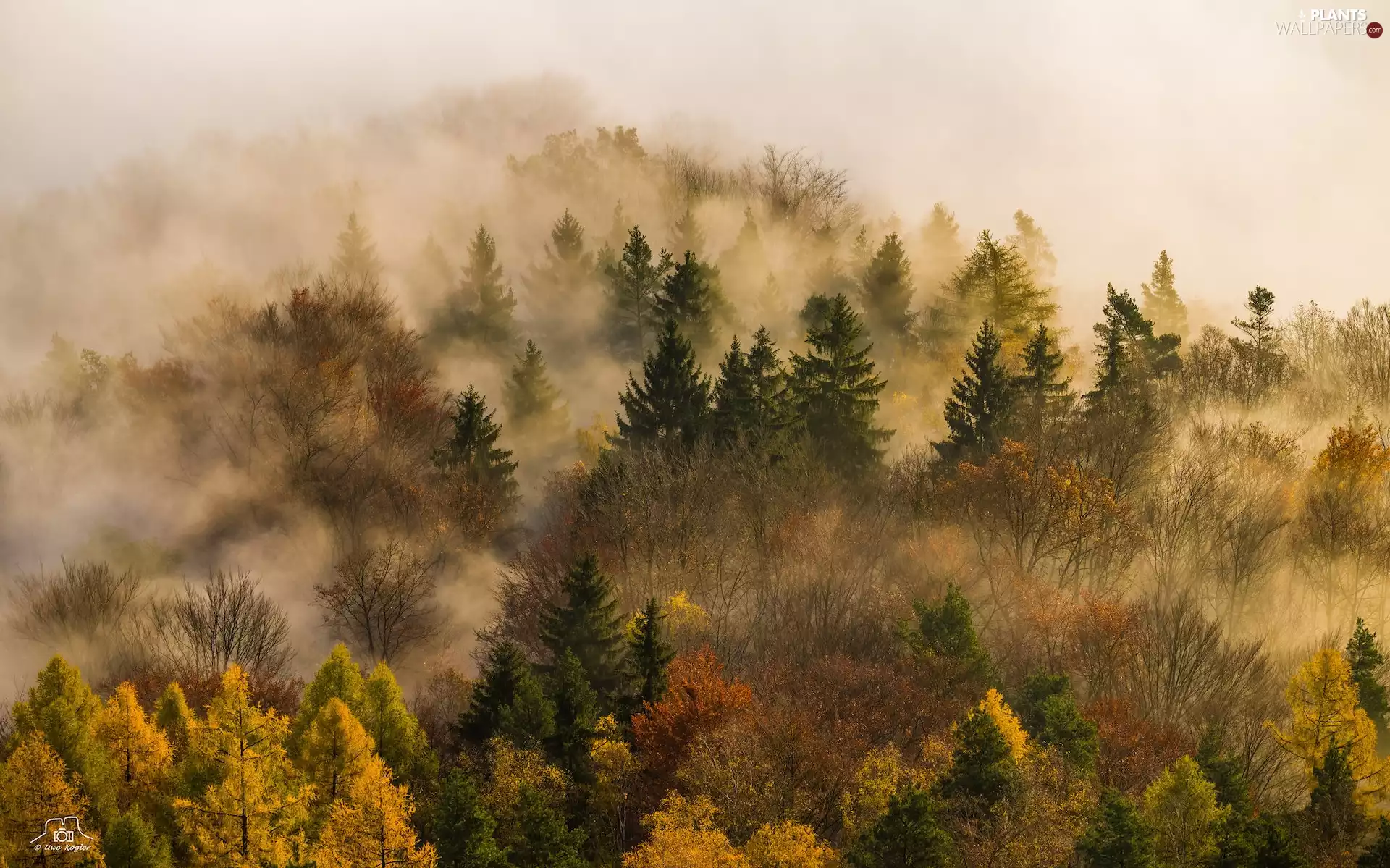 Fog, forest, trees, viewes, autumn