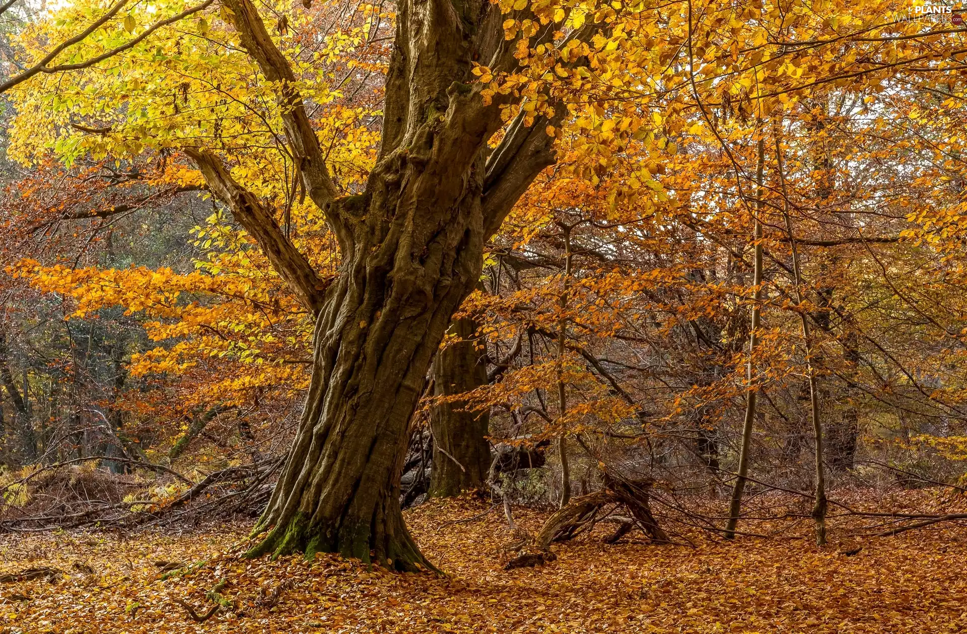 forest, autumn, trees