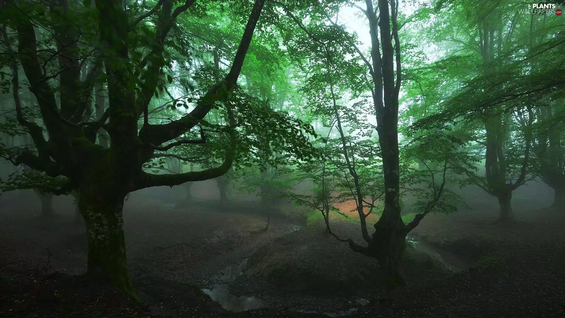 forest, Basque Country, viewes, Gorbea National Park, Spain, trees, Fog