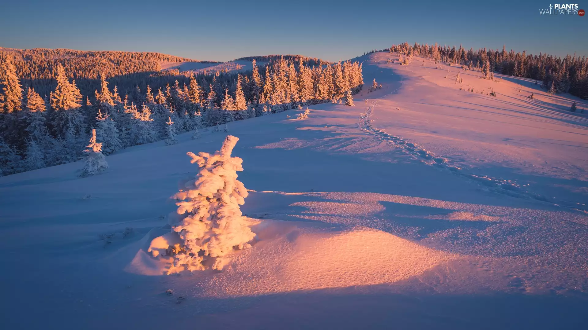 Snowy, Hill, trees, forest, winter, Spruces, viewes